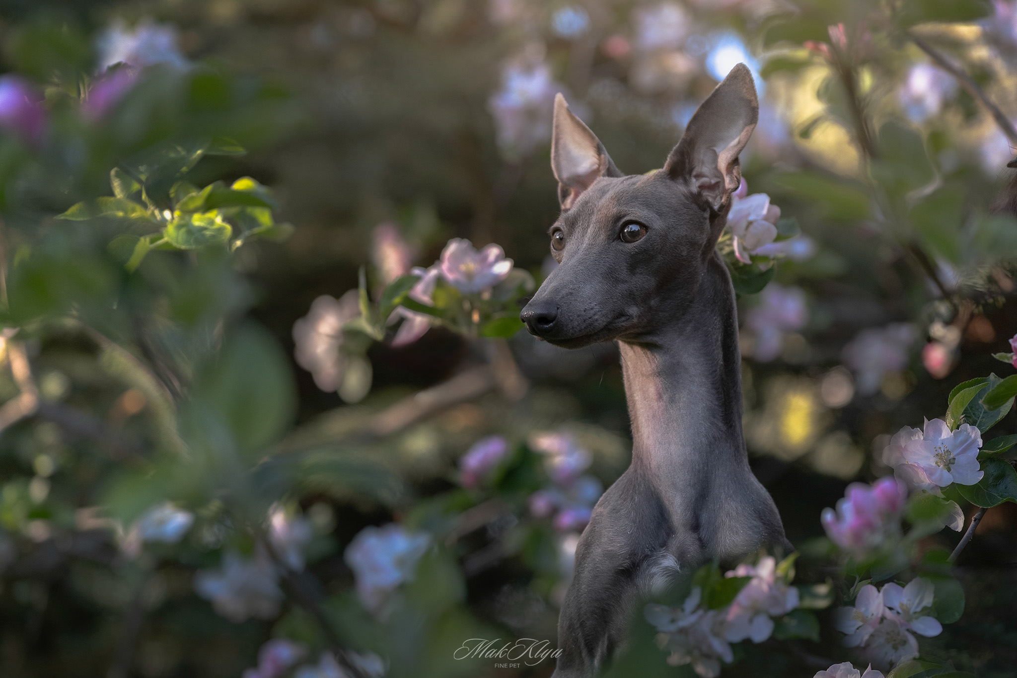 Artistic outdoor pet portrait in Krakow