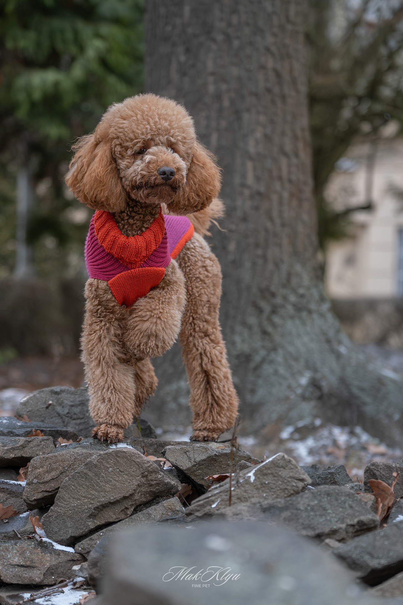 Artistic outdoor pet portrait in Krakow
