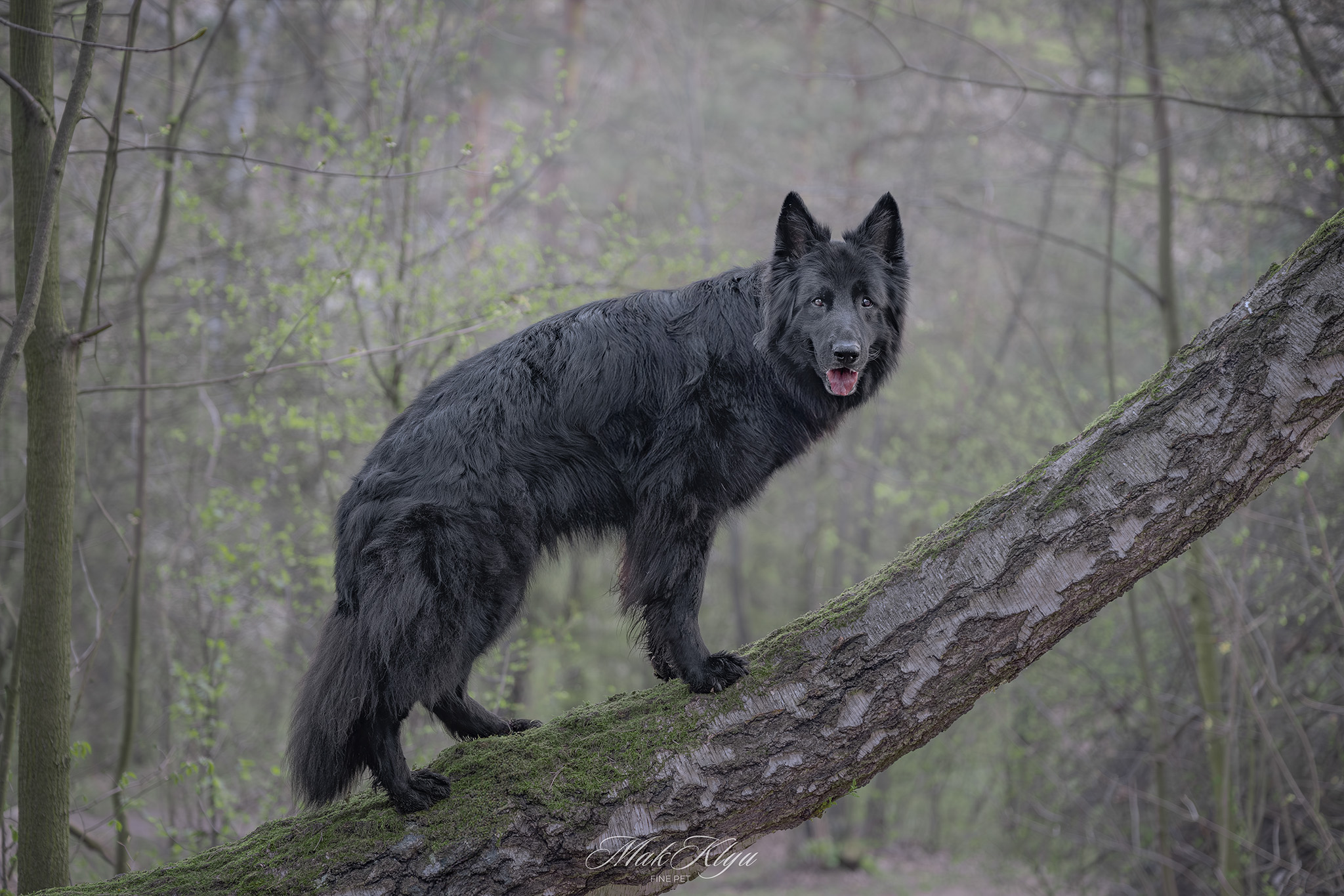 outdoor pet photography session in Krakow