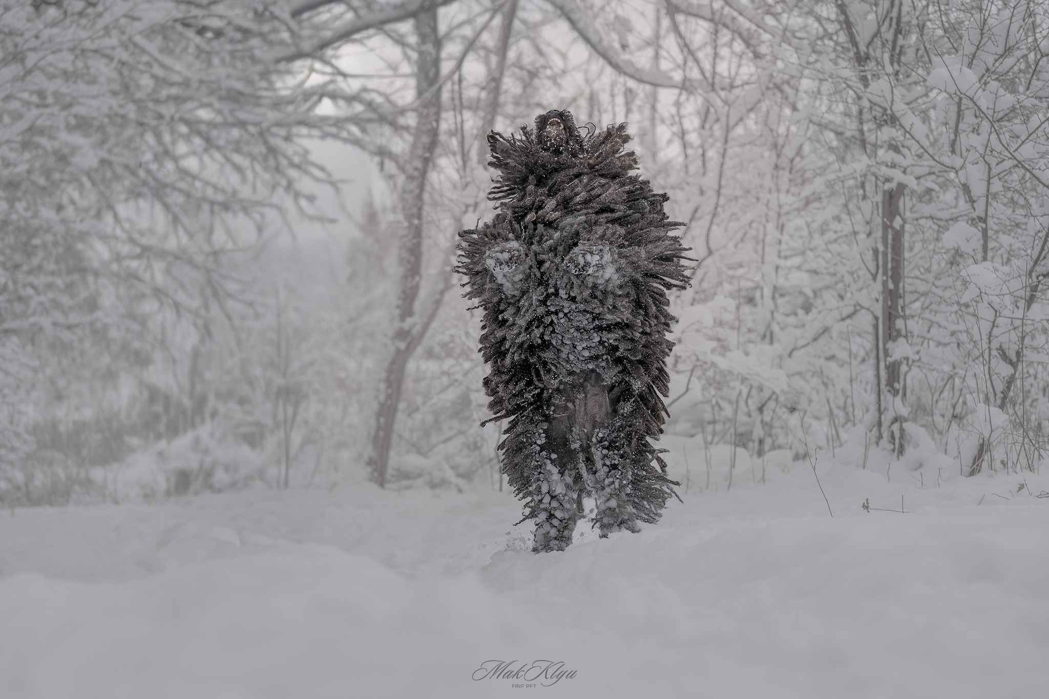 Artistic outdoor pet portrait in Krakow