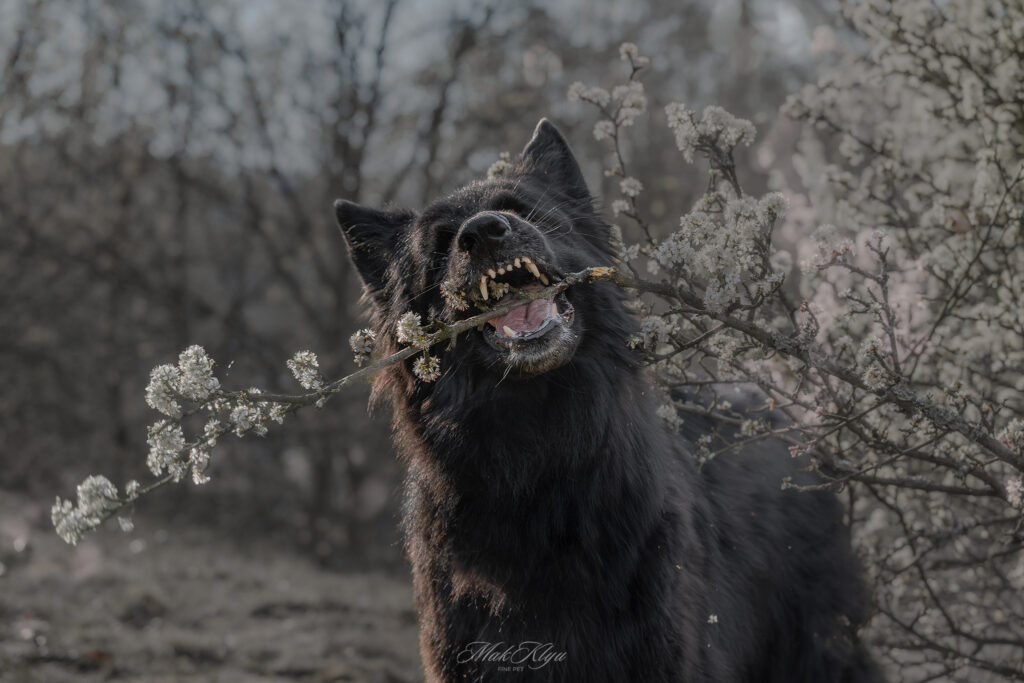 Artistic outdoor pet portrait in Krakow