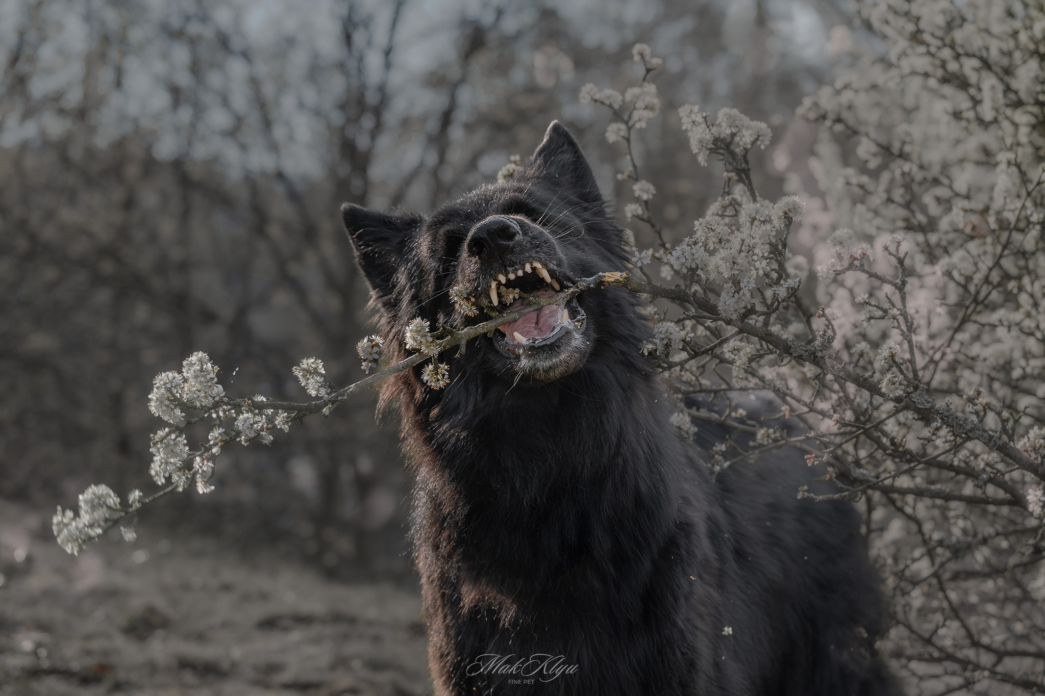 Artistic outdoor pet portrait in Krakow