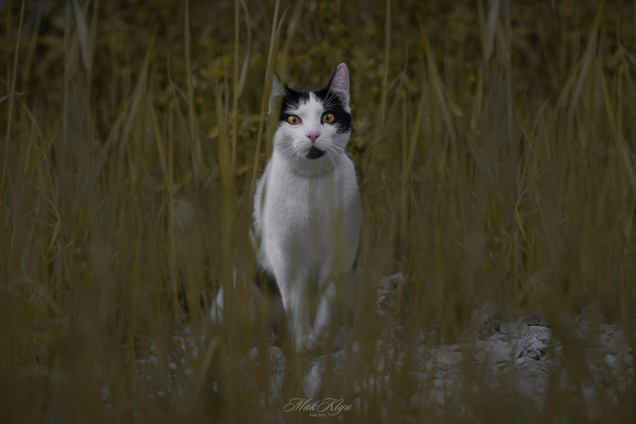 Artistic outdoor pet portrait in Krakow
