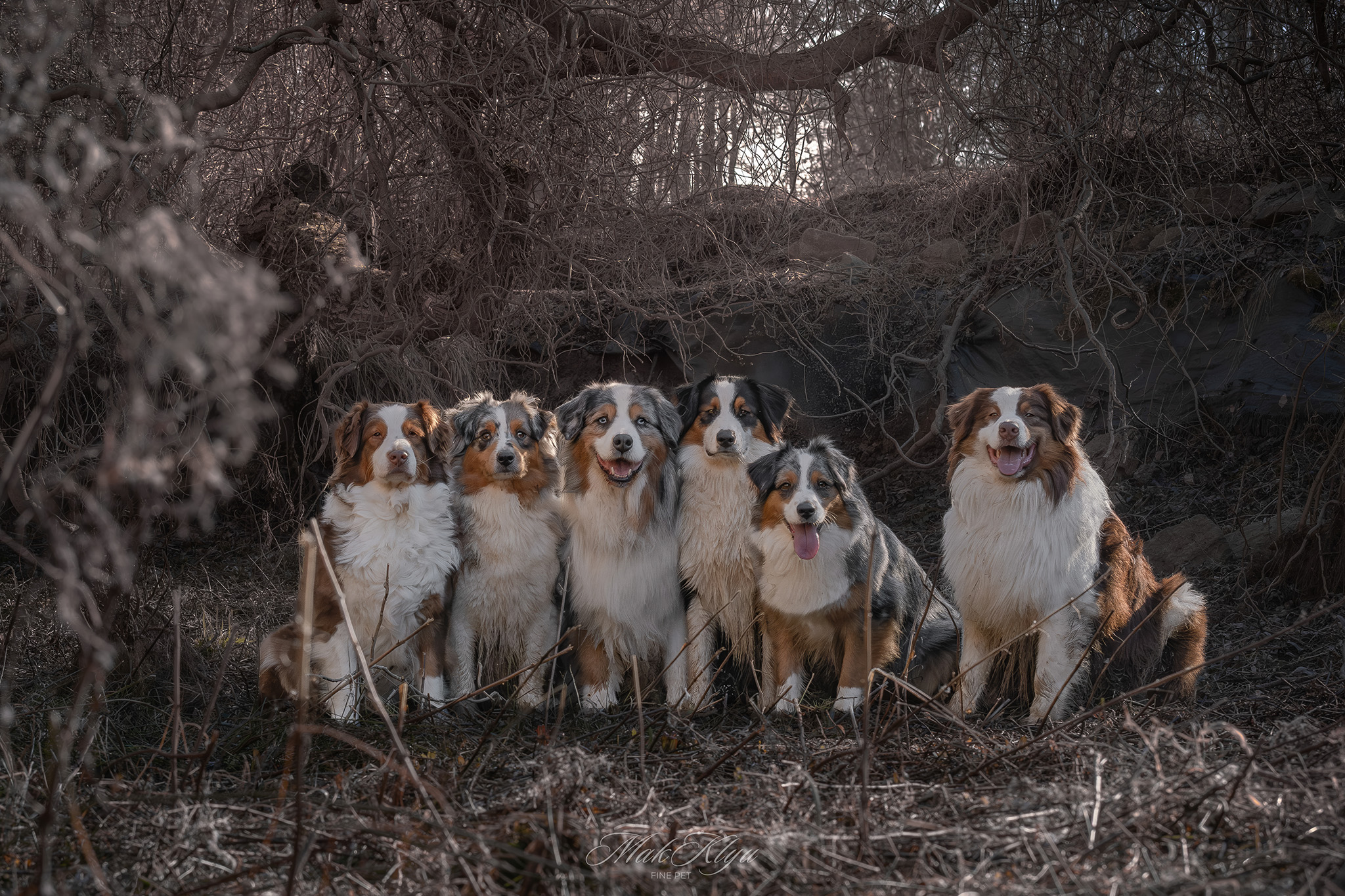 Artistic outdoor pet portrait in Krakow