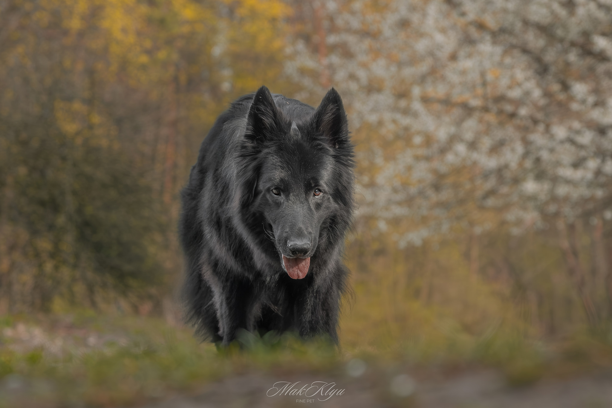 outdoor pet photography session in Krakow
