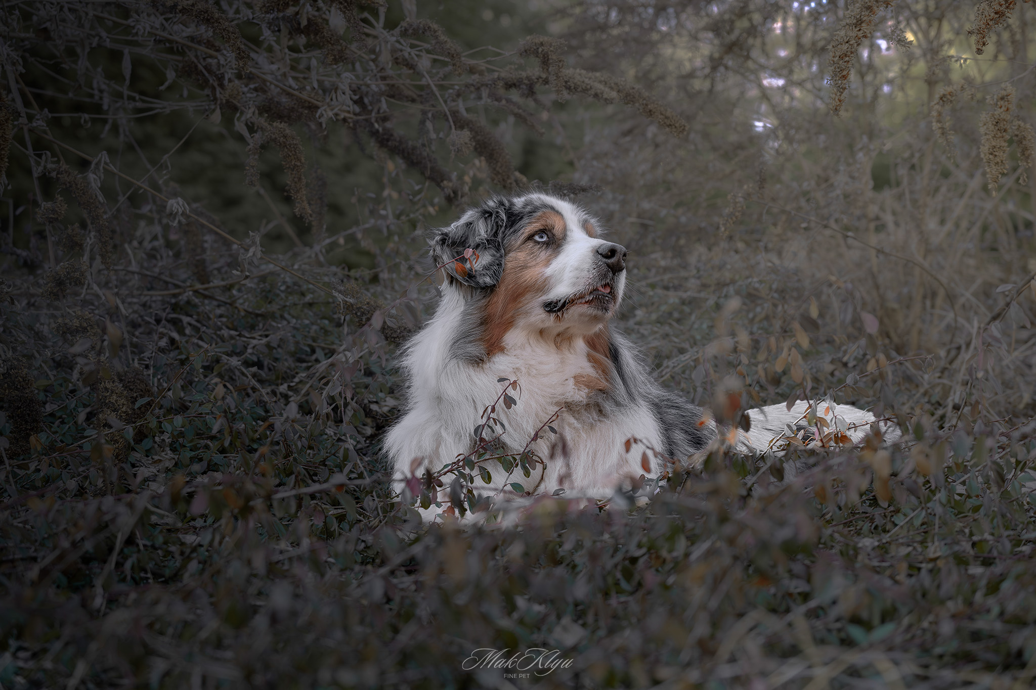 Artistic outdoor pet portrait