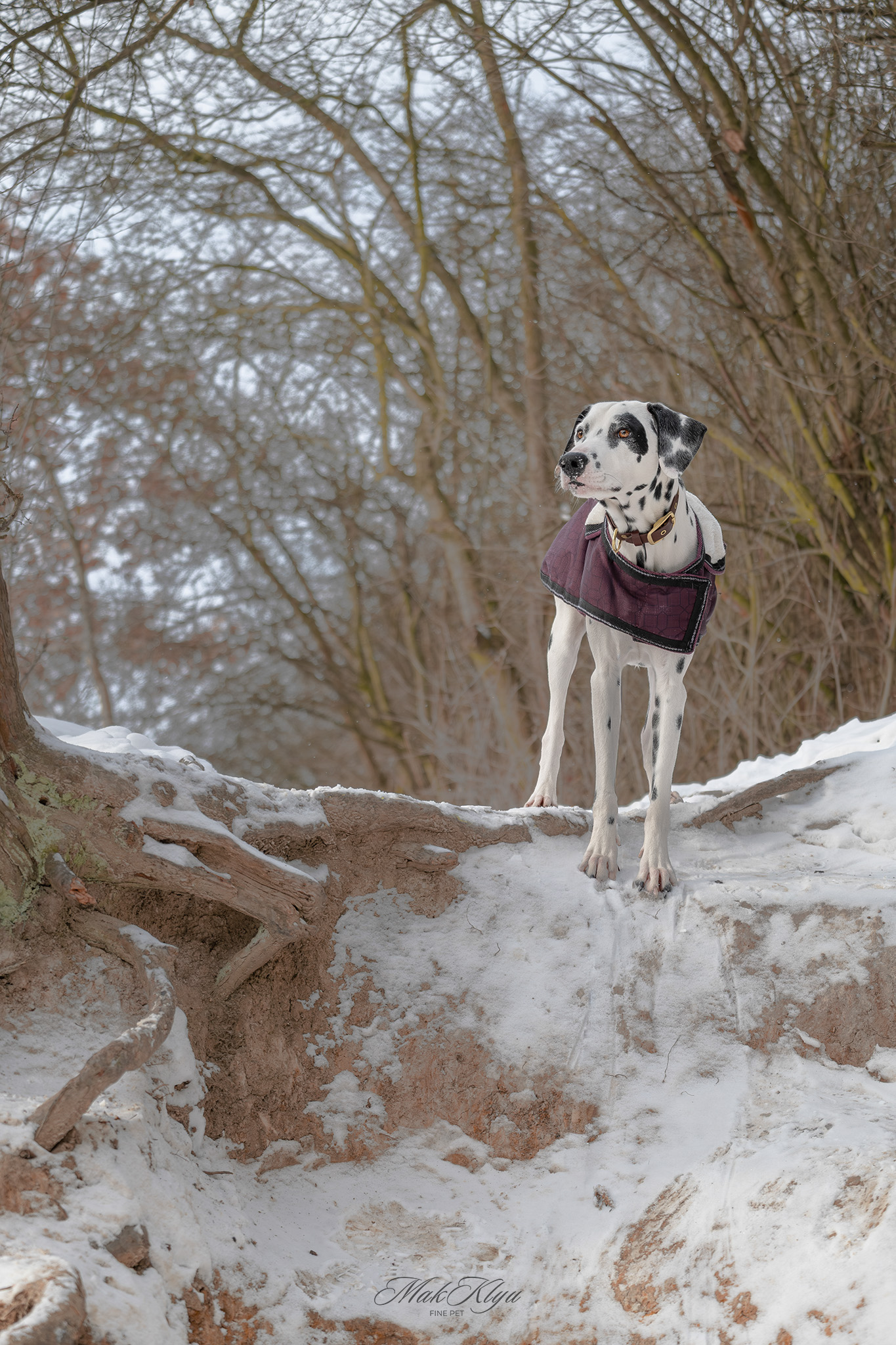 Artistic outdoor pet portrait in Krakow