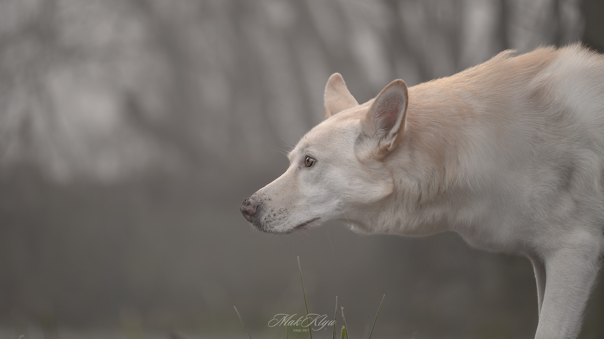 Artistic outdoor pet portrait in Krakow