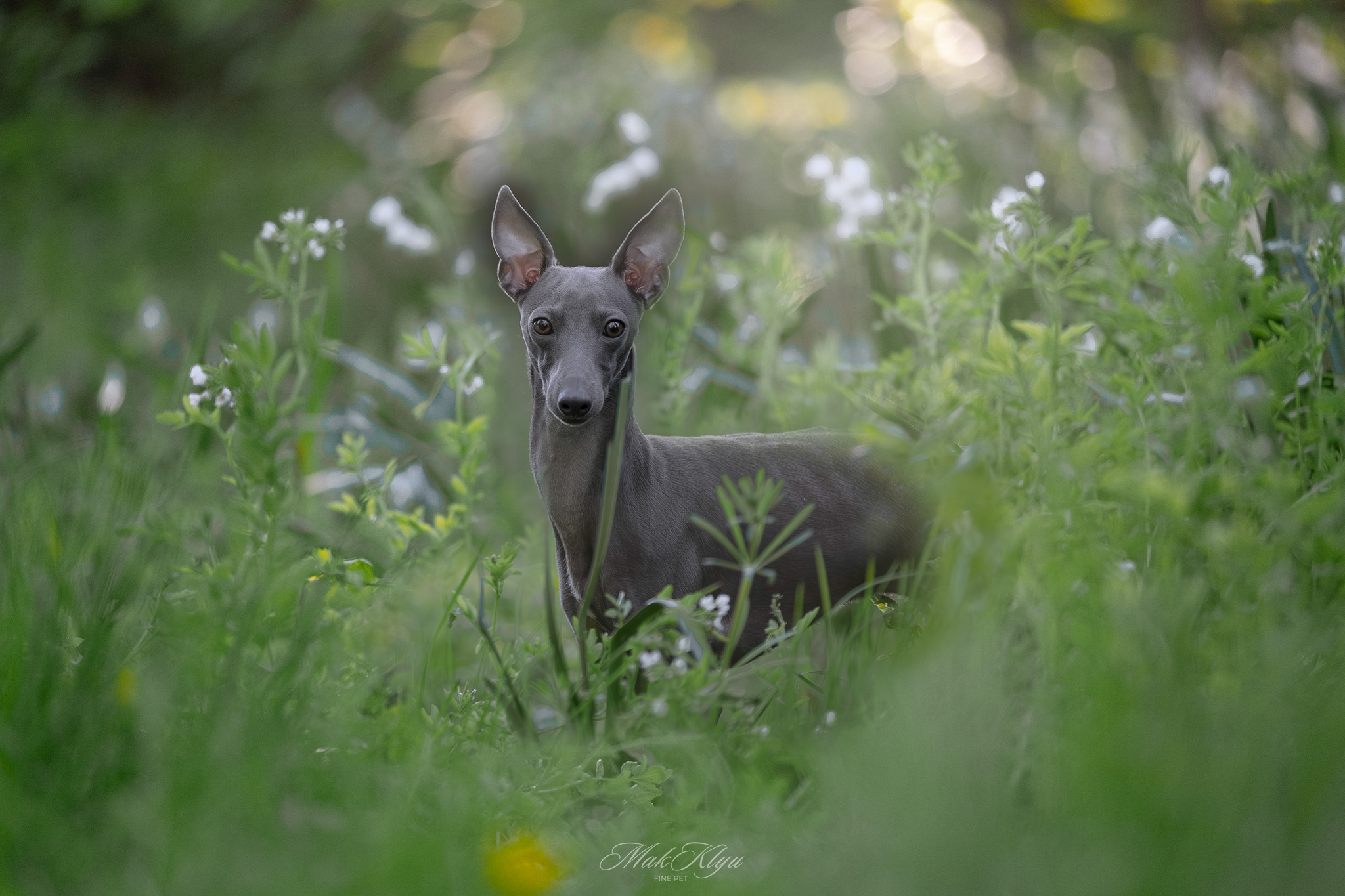 Artistic outdoor pet portrait in Krakow