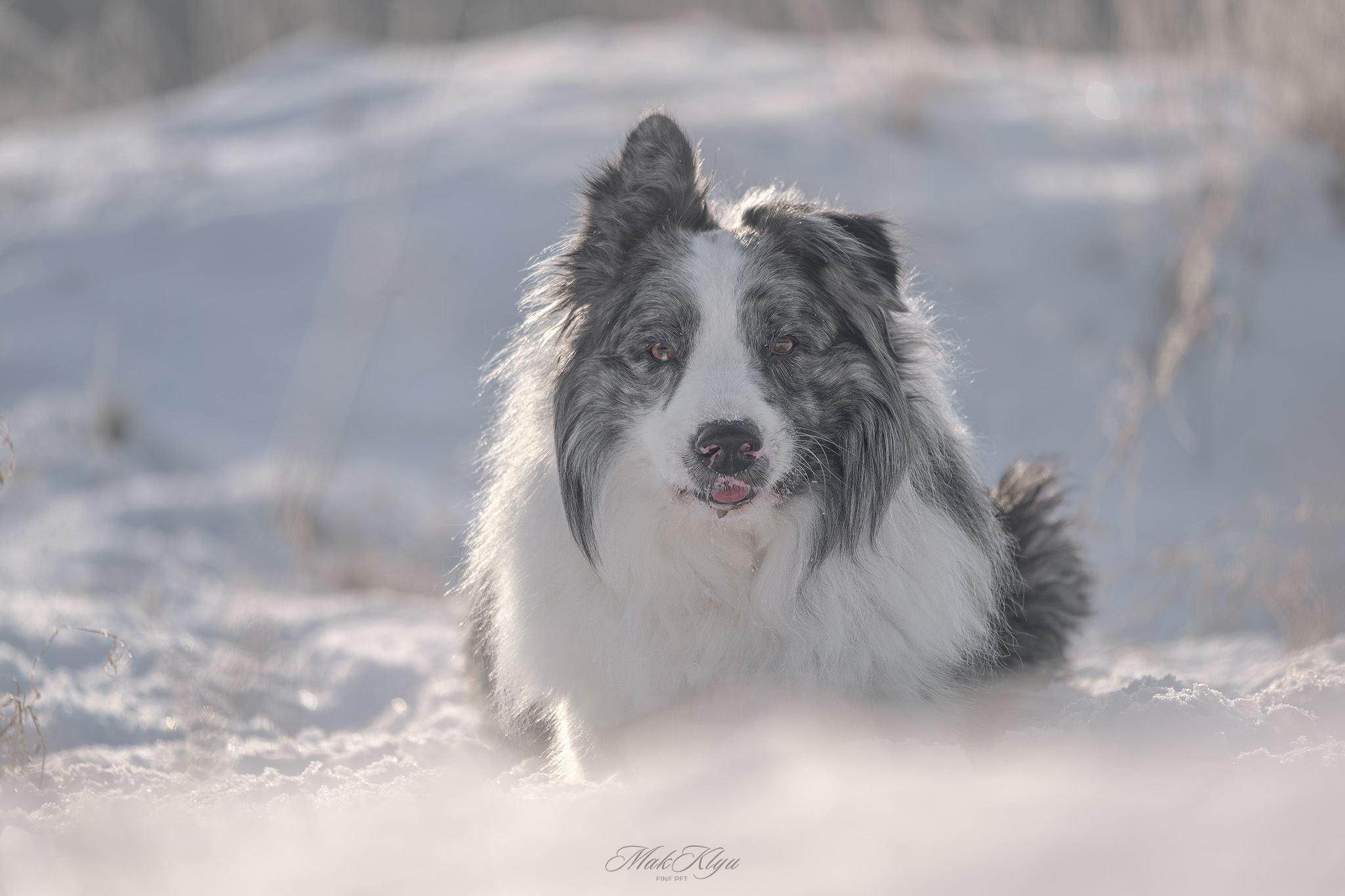 Artistic outdoor pet portrait in Krakow