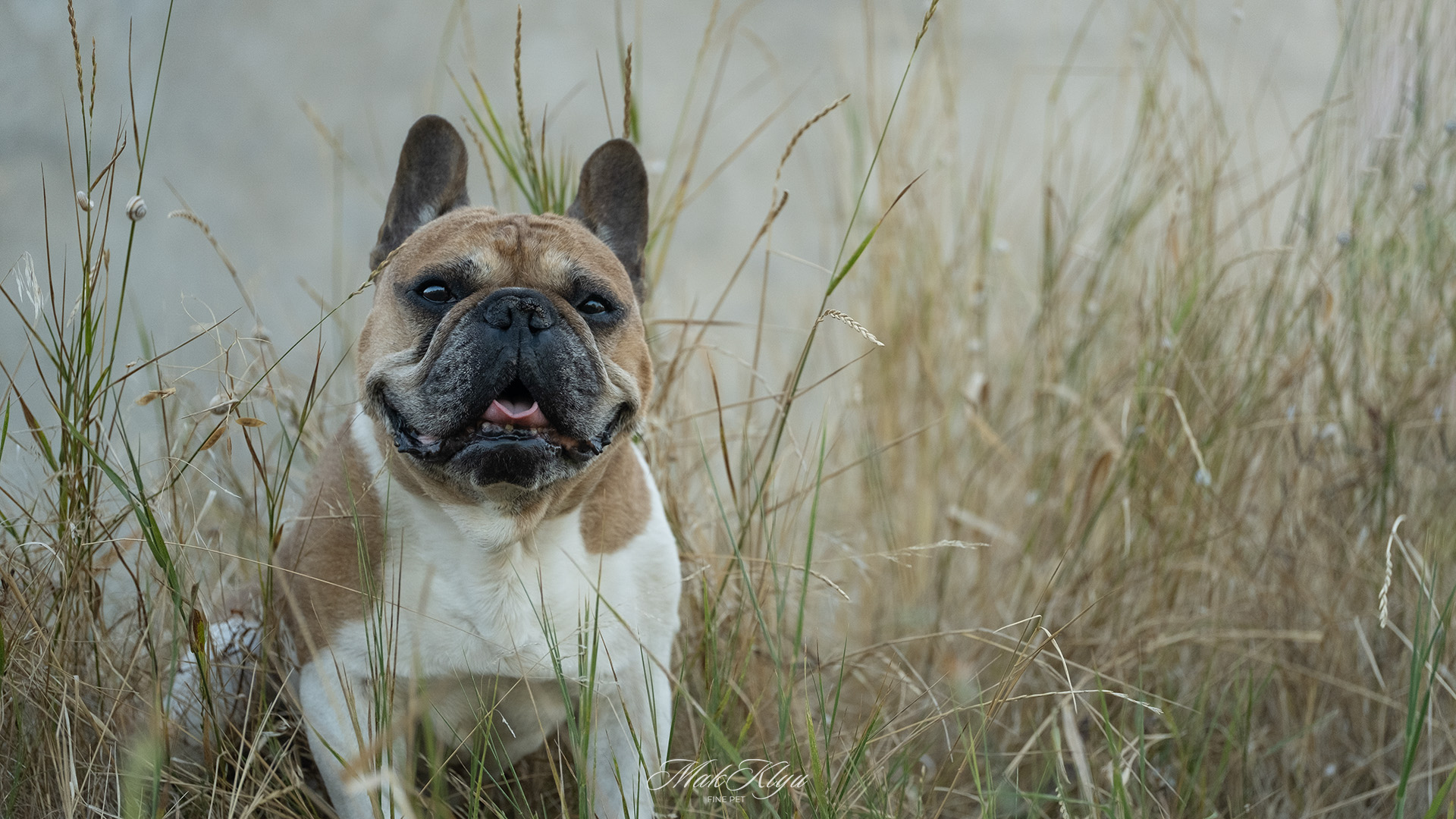 Artistic outdoor pet portrait in Krakow