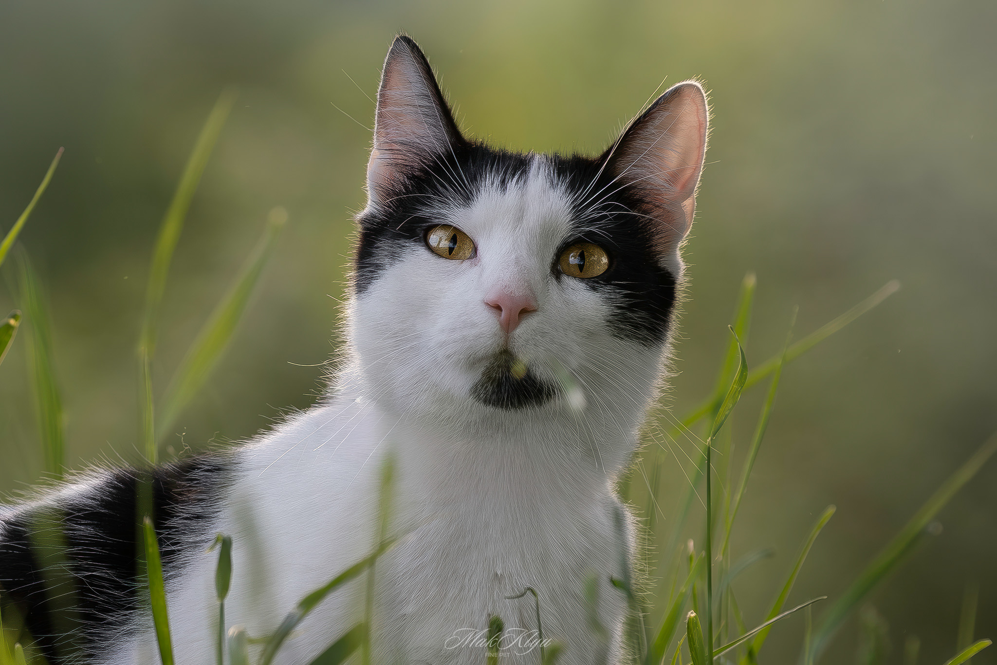 Artistic outdoor pet portrait in Krakow