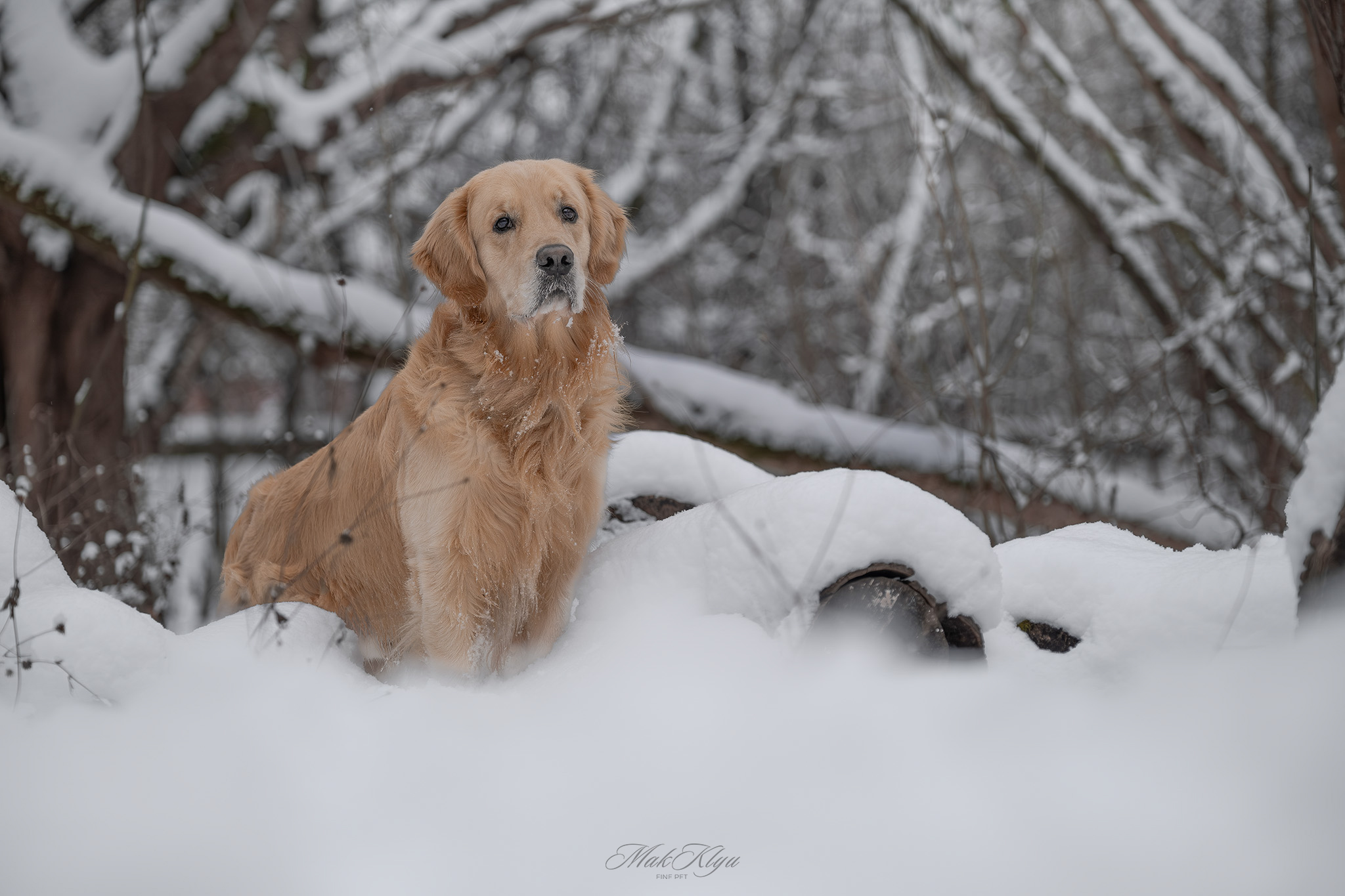 Artistic outdoor pet portrait in Krakow