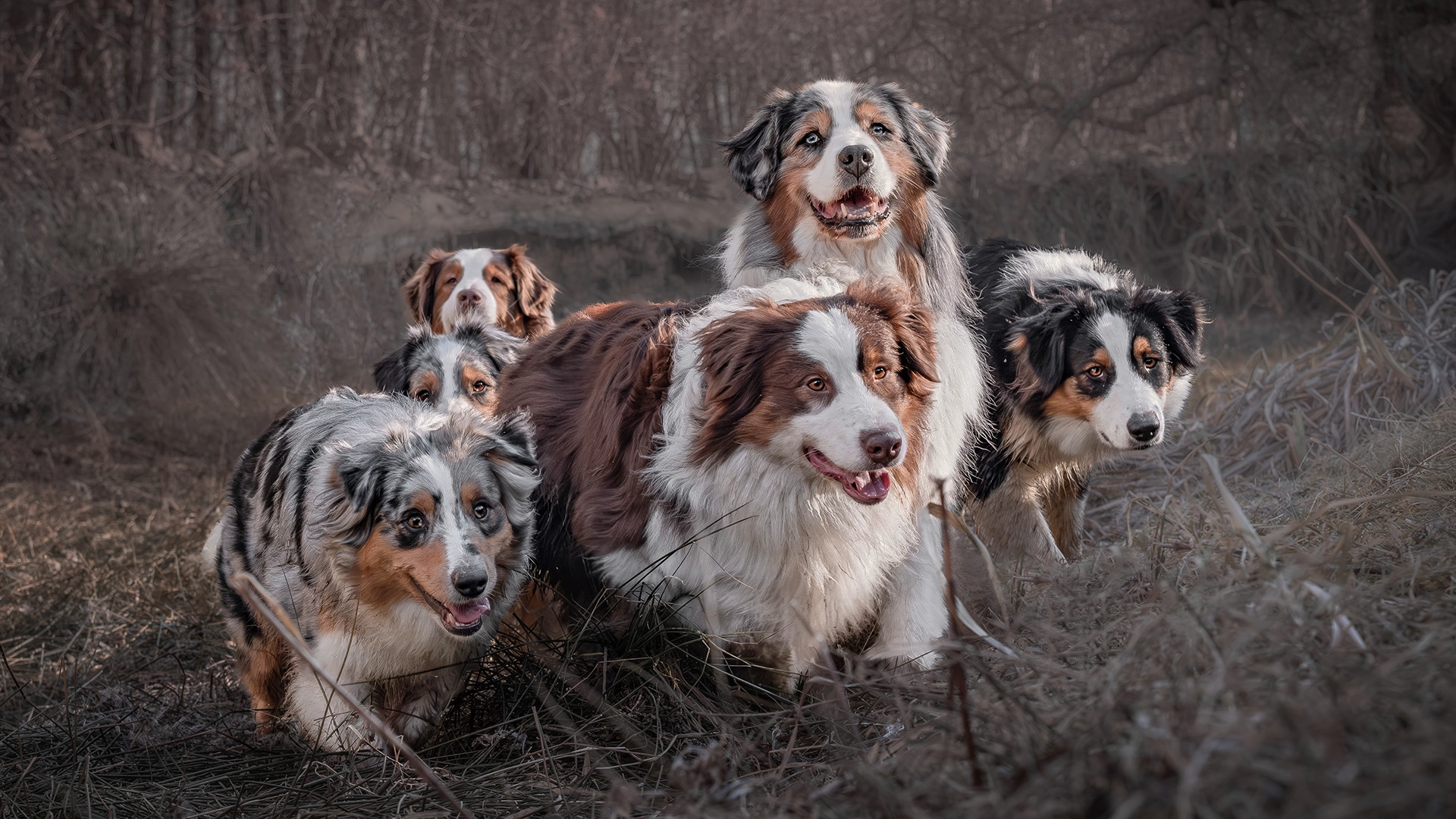 Artistic outdoor pet portrait in Krakow