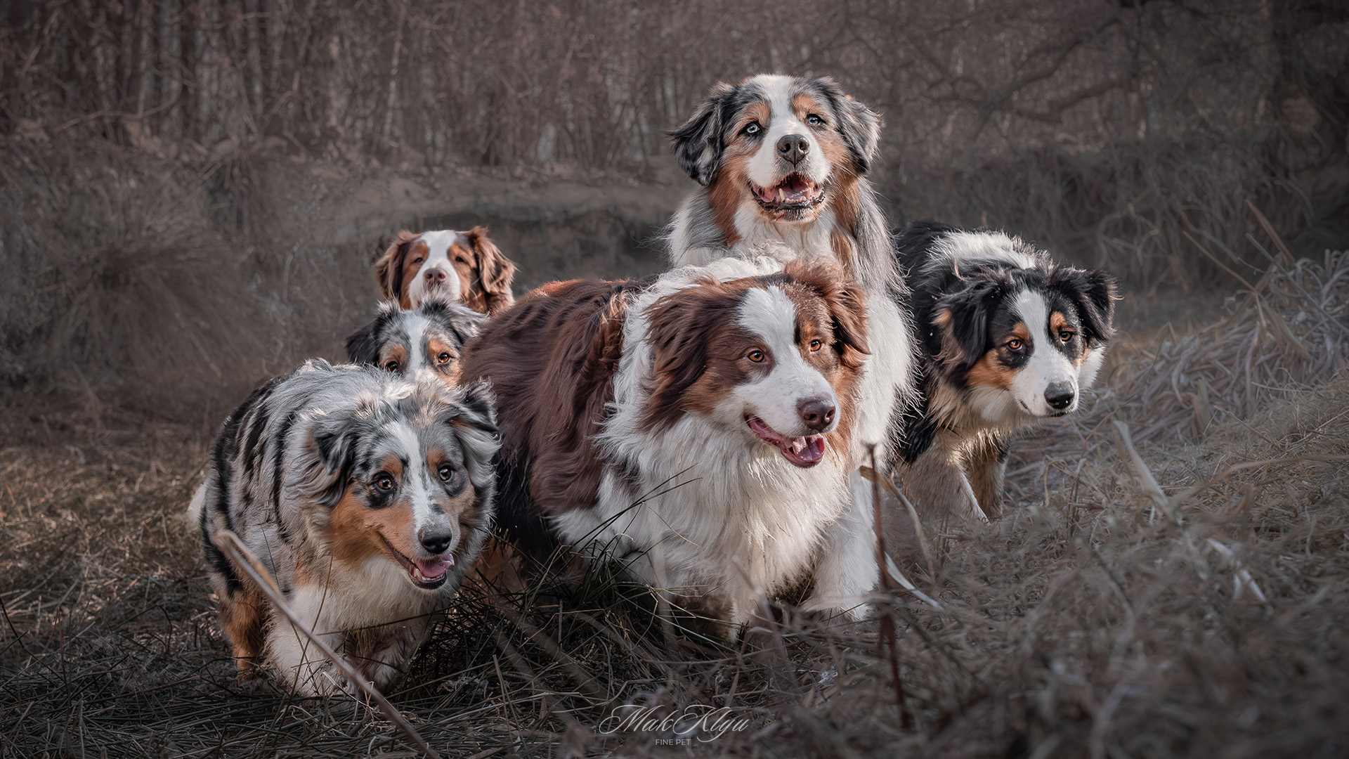 Artistic outdoor pet portrait in Krakow
