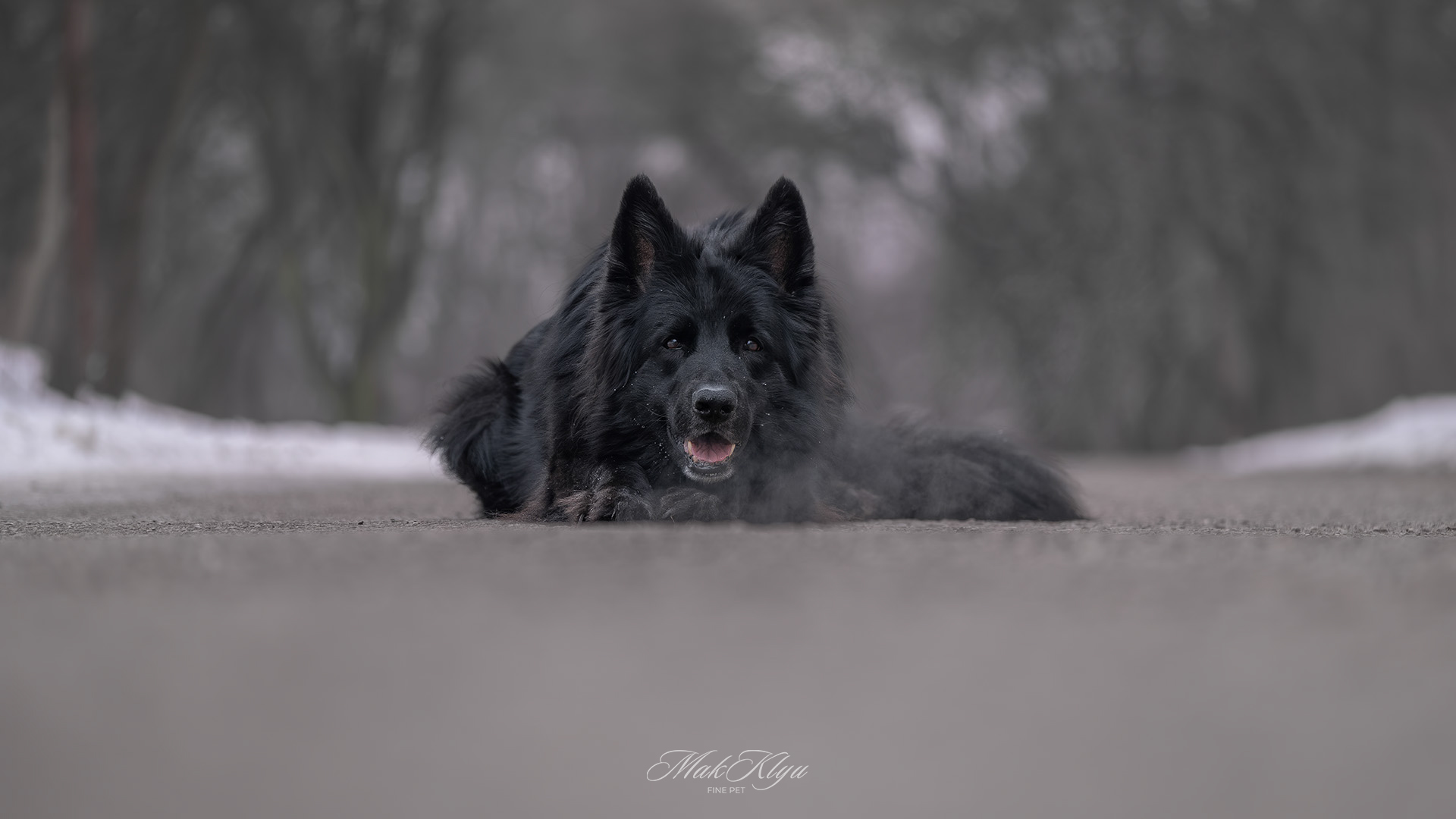 outdoor pet photography session in Krakow