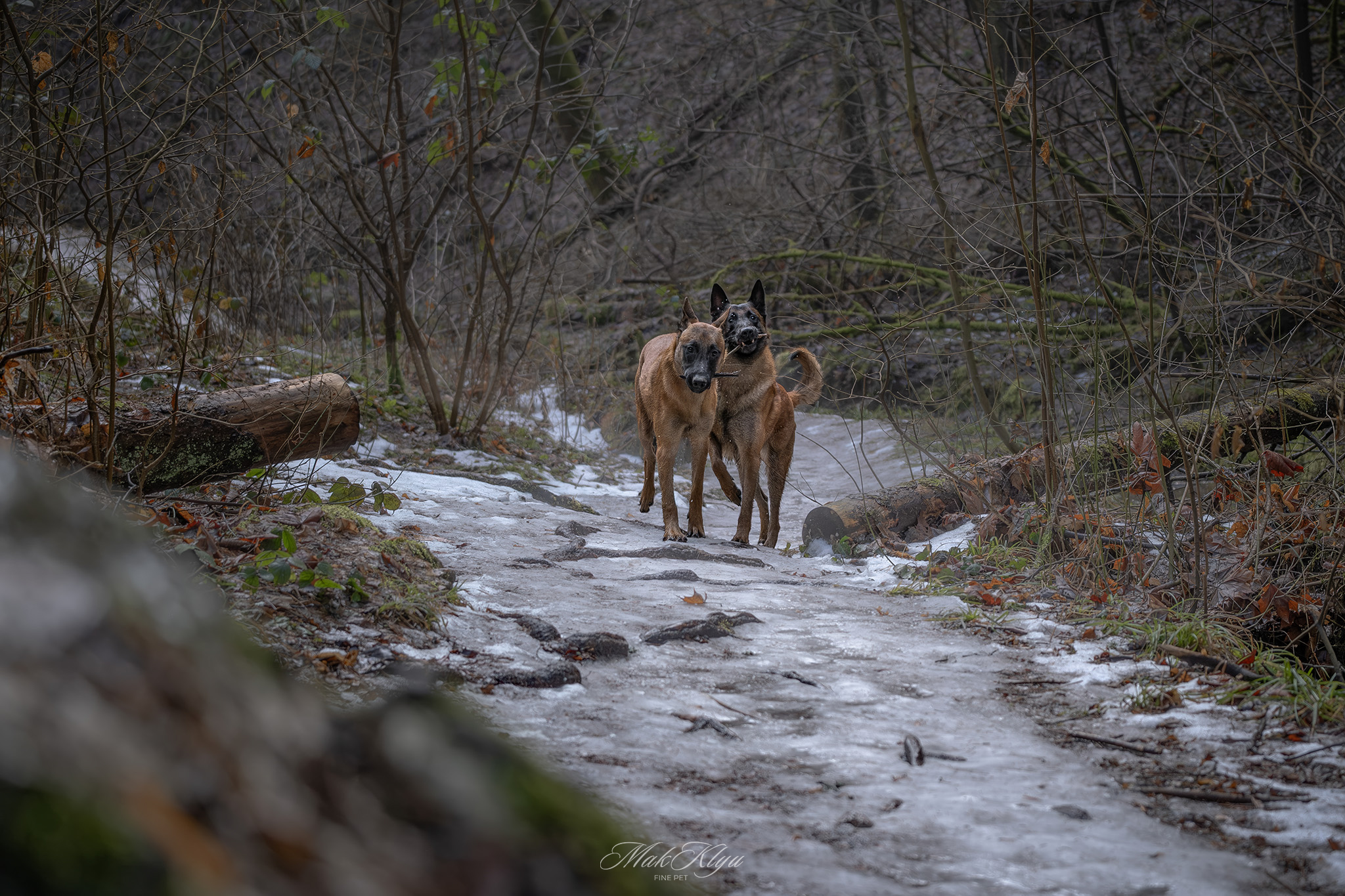outdoor pet photography session in Krakow