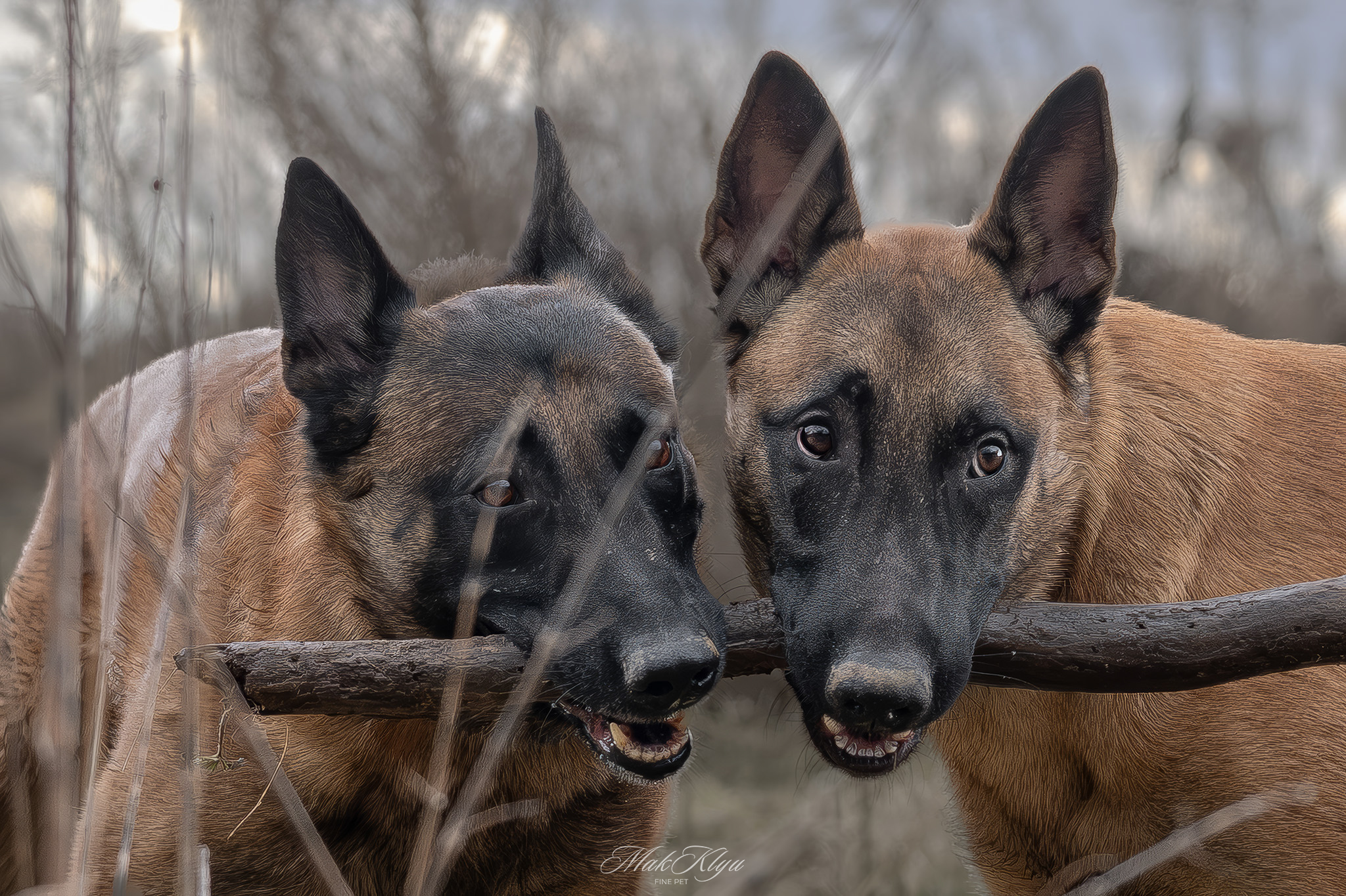 outdoor pet photography session in Krakow