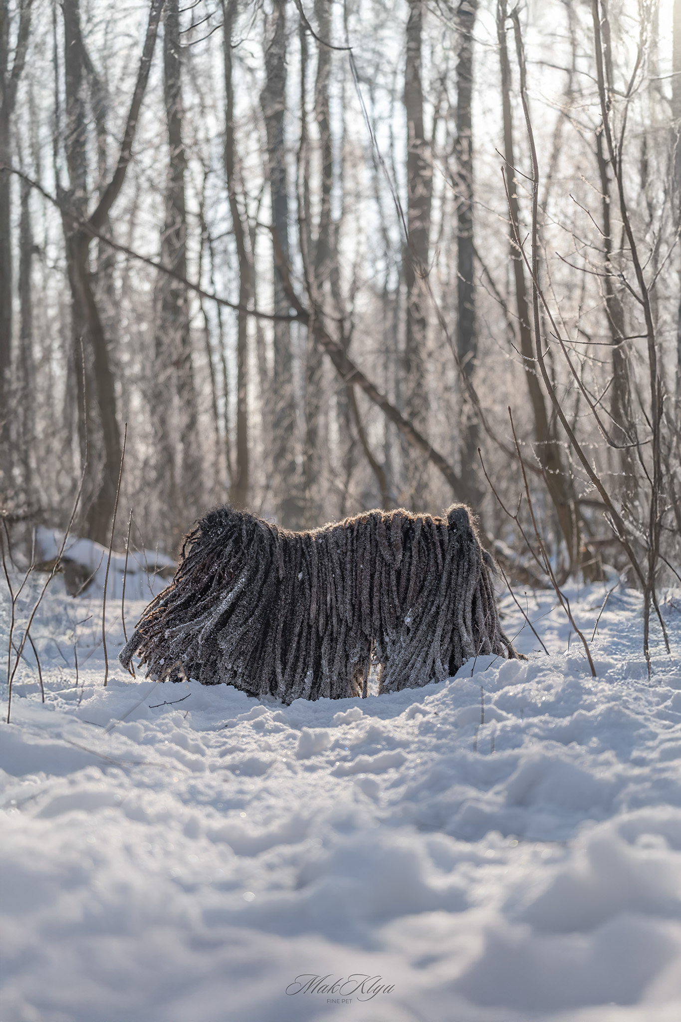 outdoor pet photography