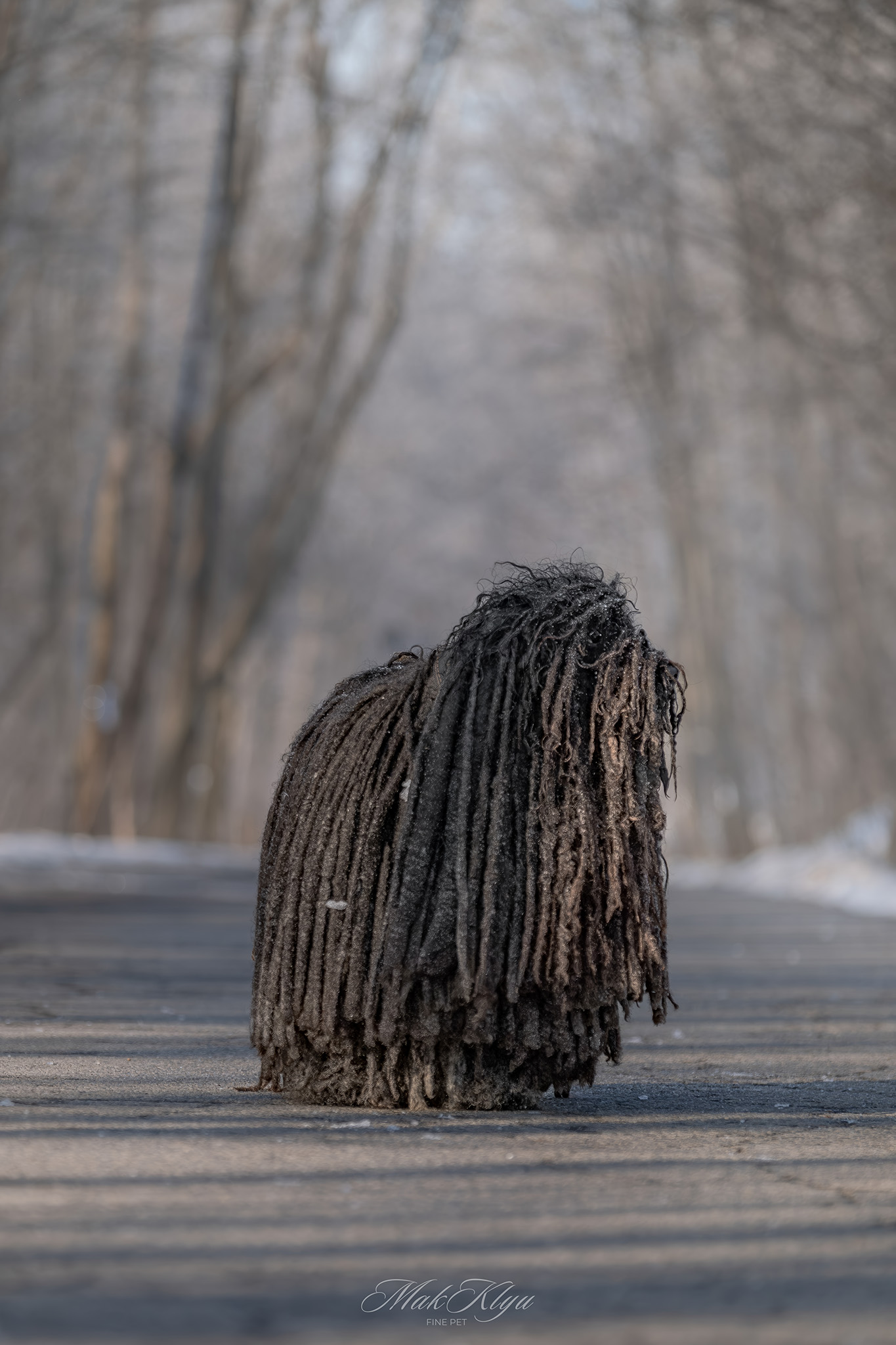 outdoor big black dog photo