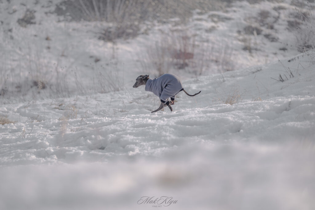 Natural dog photography of a greyhound running freely through a snowy landscape
