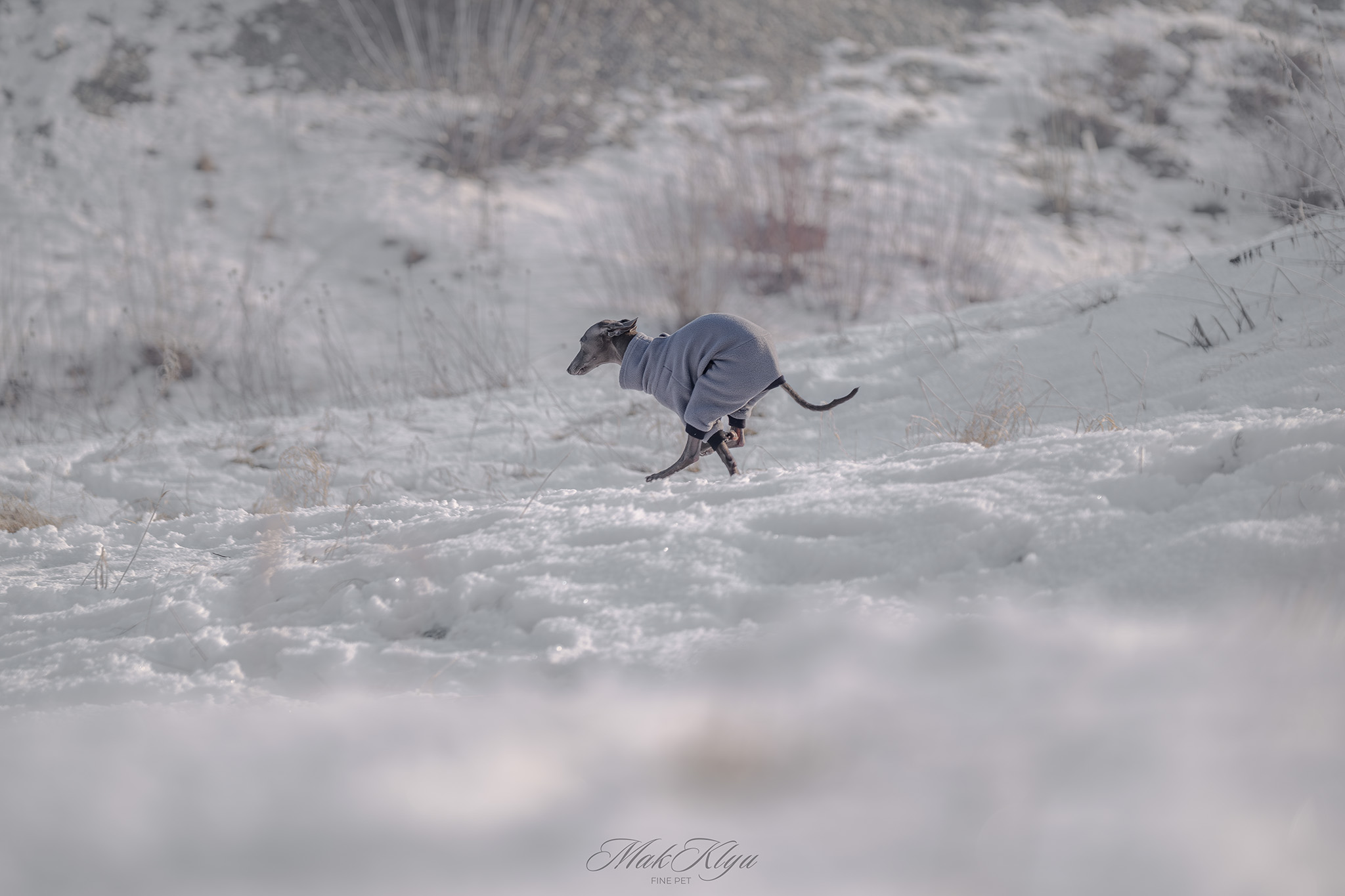 Natural dog photography of a greyhound running freely through a snowy landscape