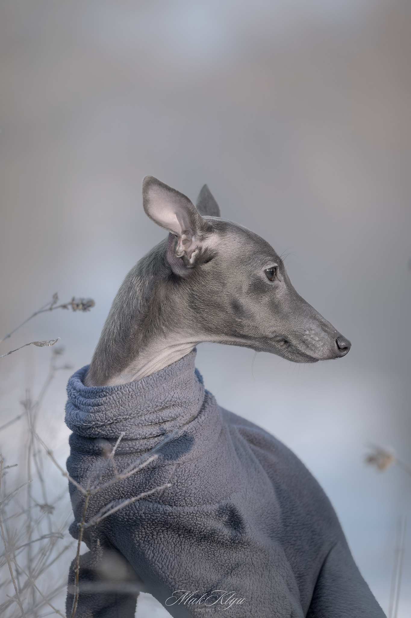 outdoor dog photographer
