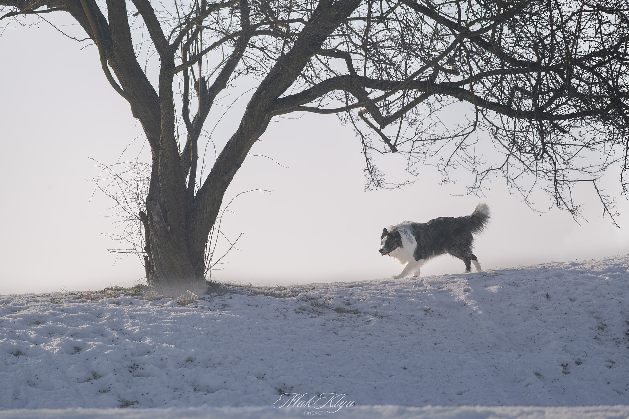 Natural dog photography of a dog walking freely through a winter landscape