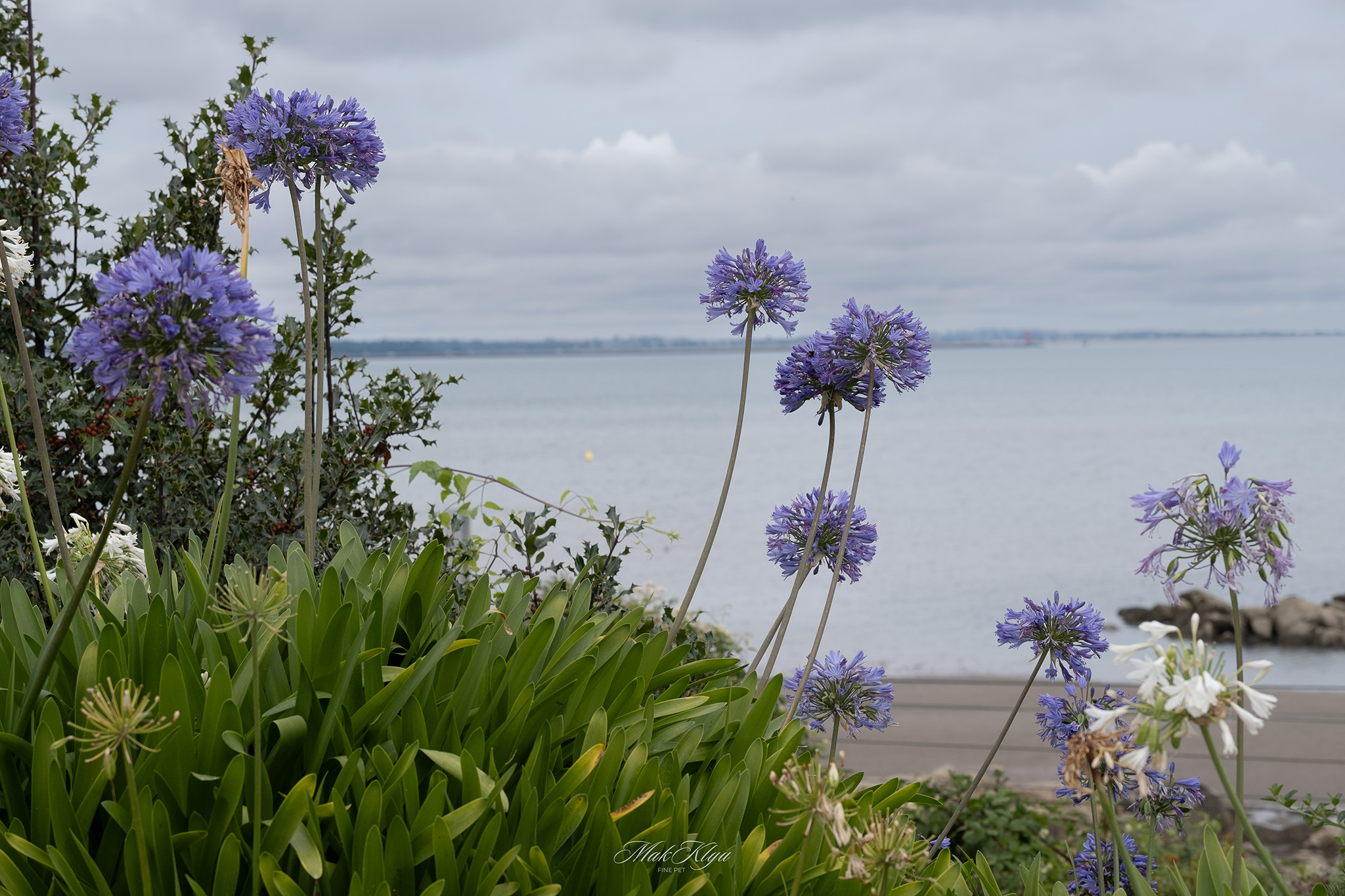 Purple and white coastal flowers overlooking a calm Irish bay beneath a cloudy sky
