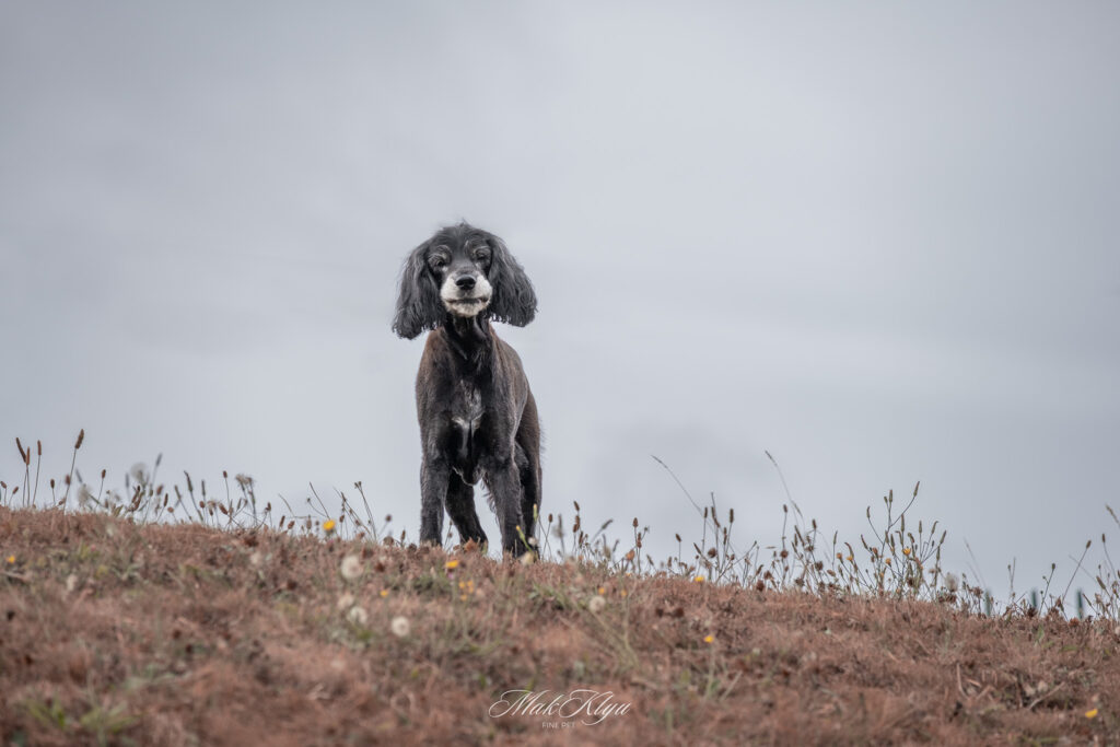 Photographing animals in nature: black poodle standing on a coastal hillside beneath a cloudy sky
