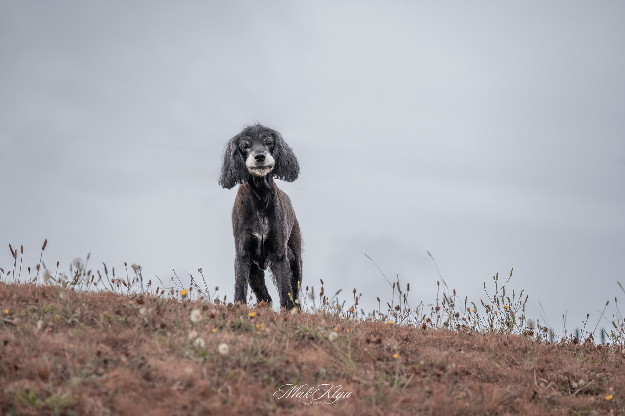 Photographing animals in nature: black poodle standing on a coastal hillside beneath a cloudy sky