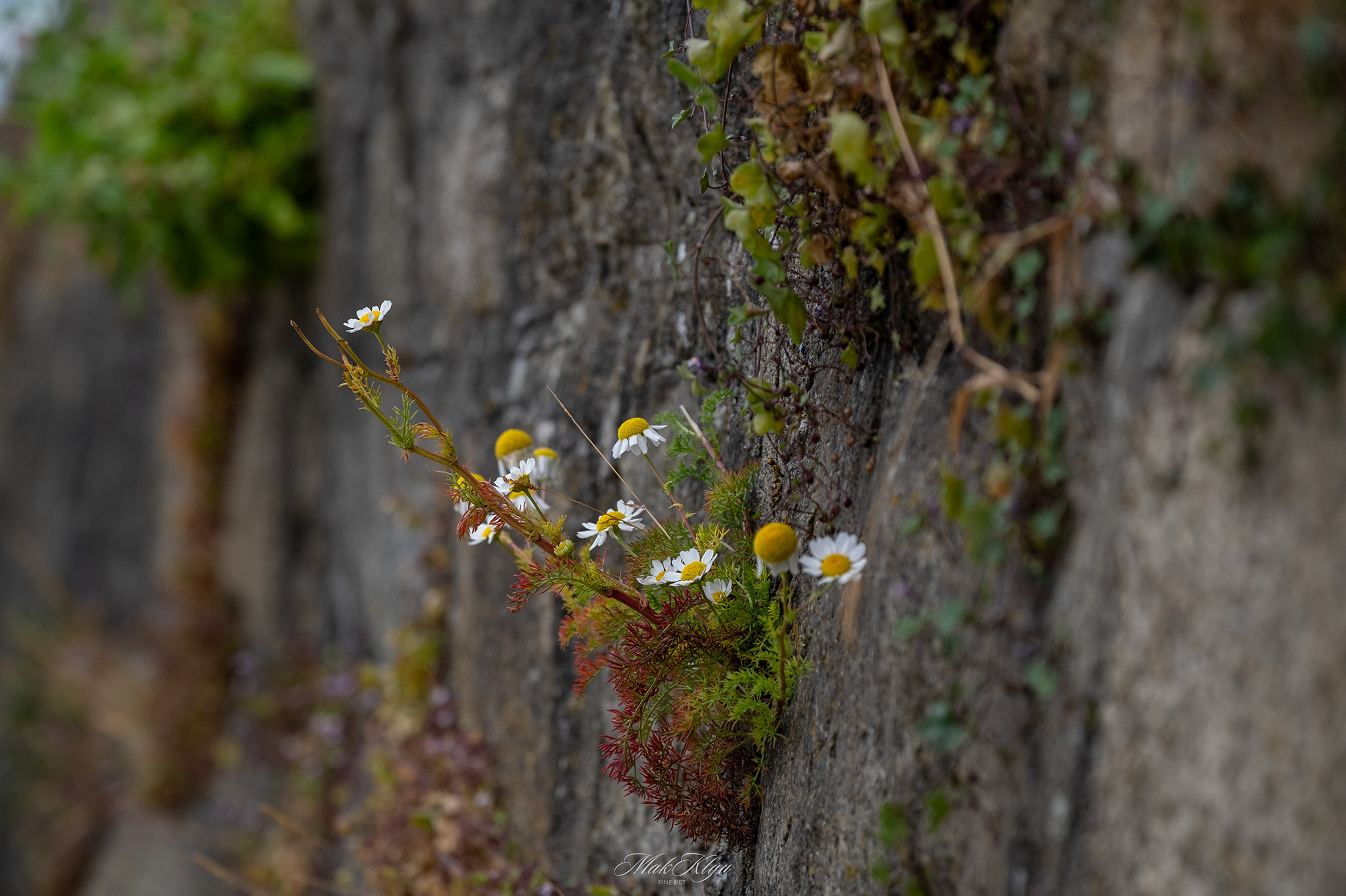 Small wildflowers growing from a weathered stone wall along the Irish coast