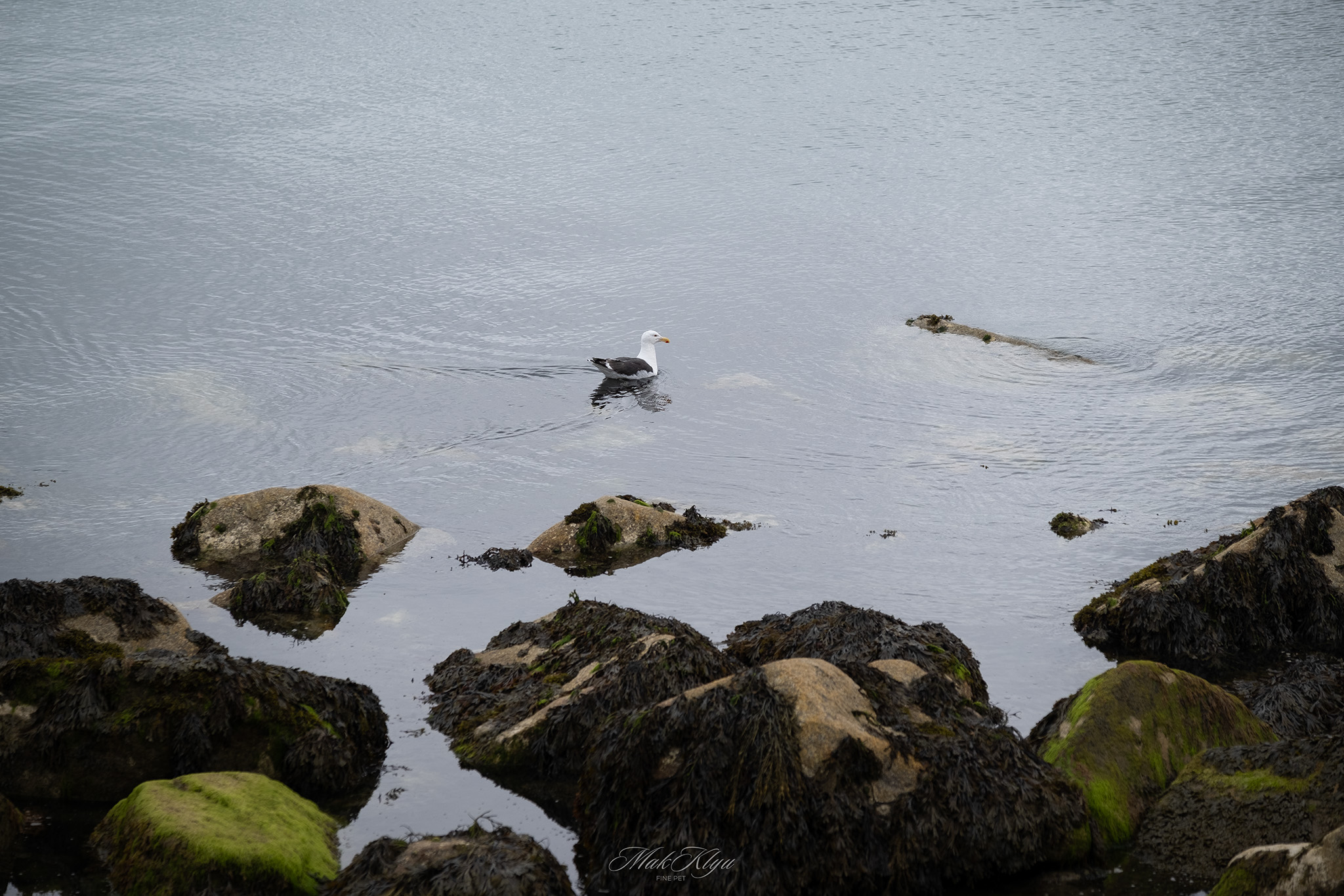 Seabird flying low above the water among moss-covered coastal rocks