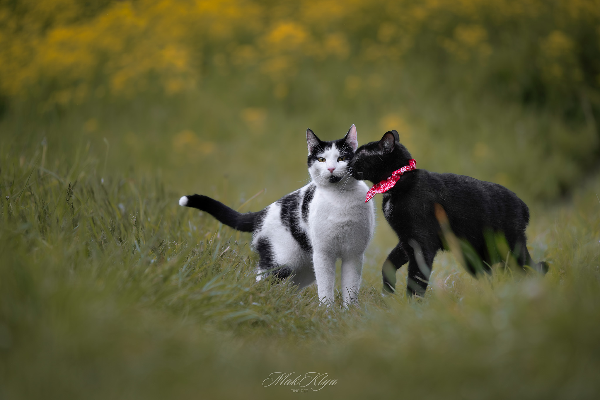 outdoor pet photography