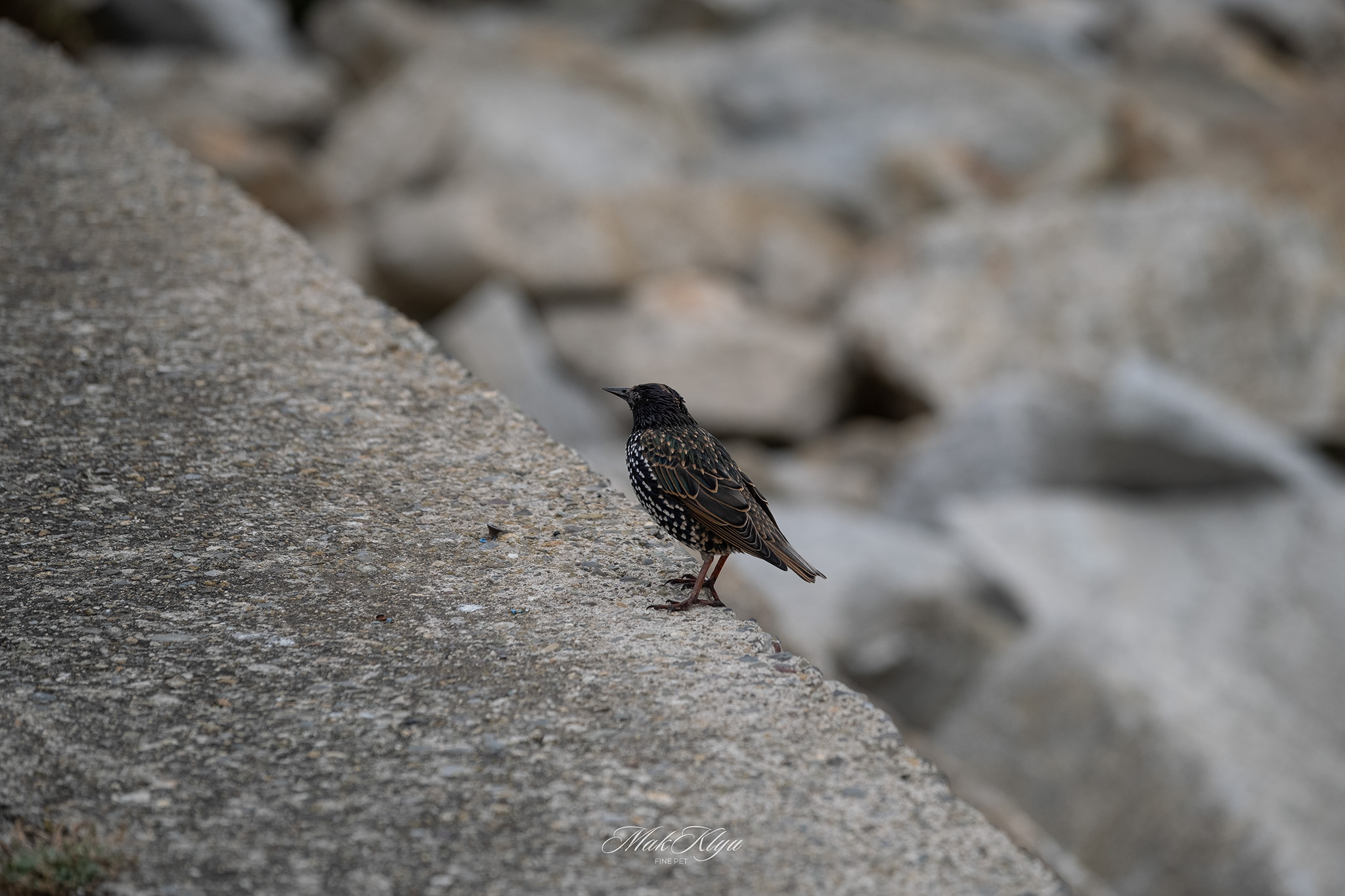 European starling standing on a stone wall along the Irish coast