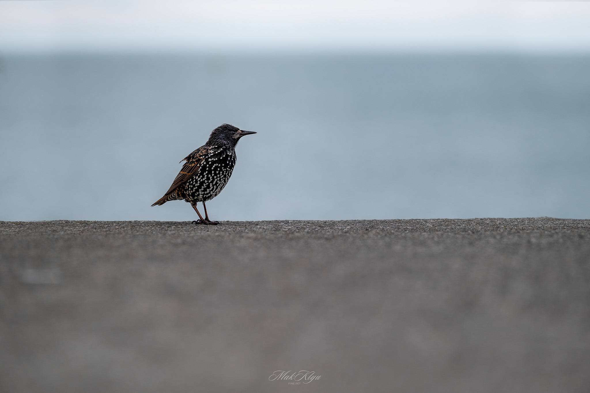 European starling walking along a stone wall with the sea softly blurred behind it