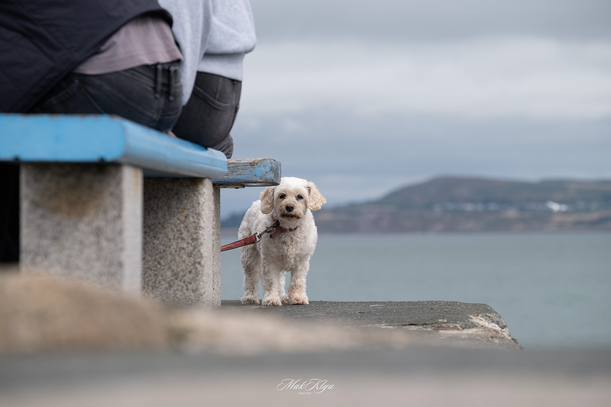Photographing animals in nature: small white dog standing beside a seaside bench and looking at the camera