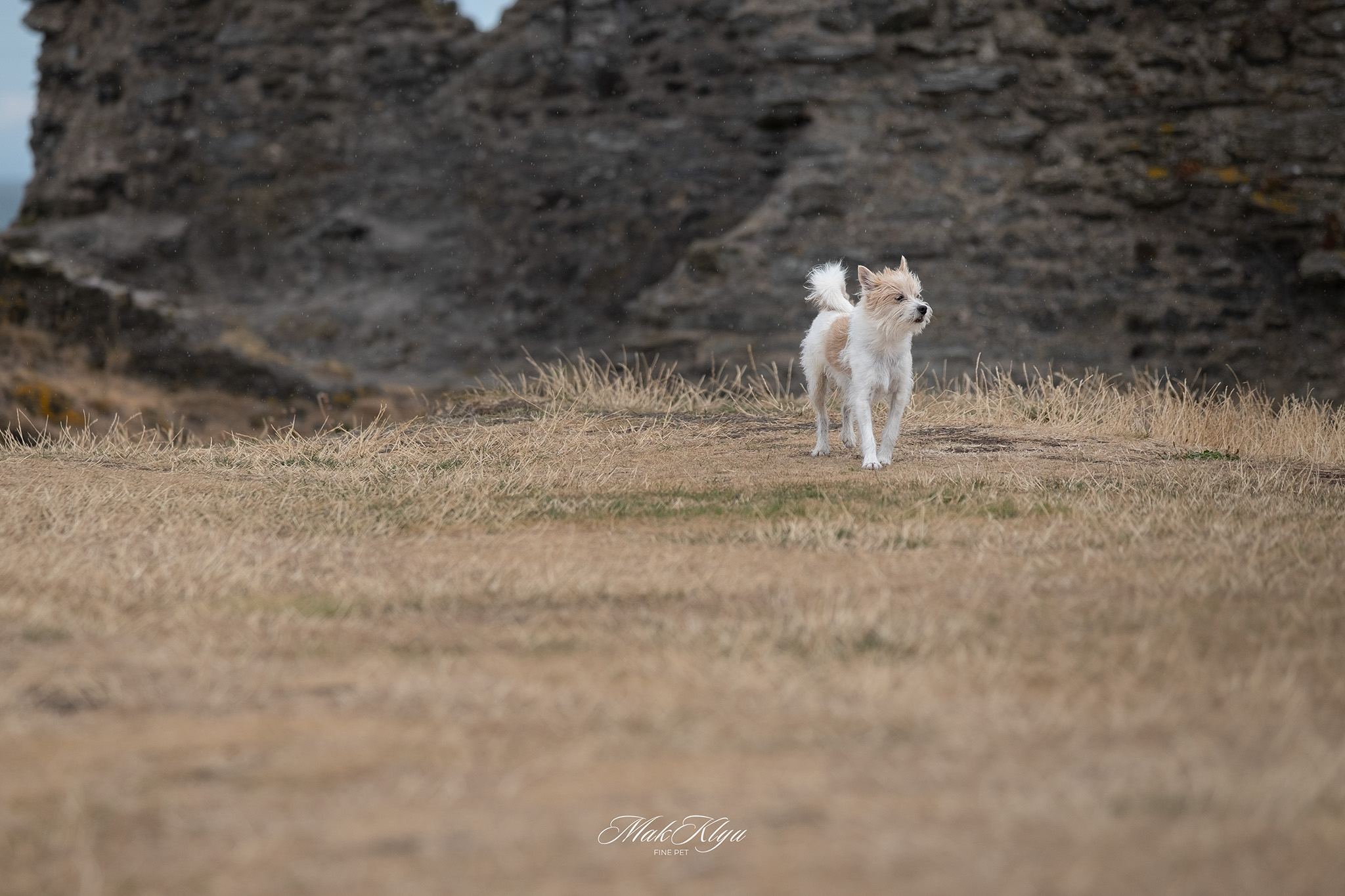 Coastal dog photography: small white dog standing alert in dry grass beside weathered stone ruins