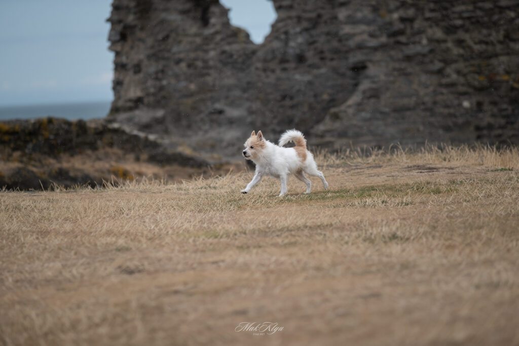 Coastal dog photography: small white dog moving freely across dry grass beside a weathered stone ruin