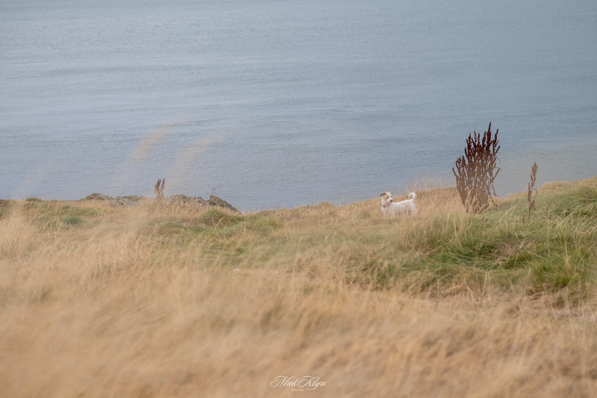Small white dog partly hidden among tall coastal grass with the calm sea behind it