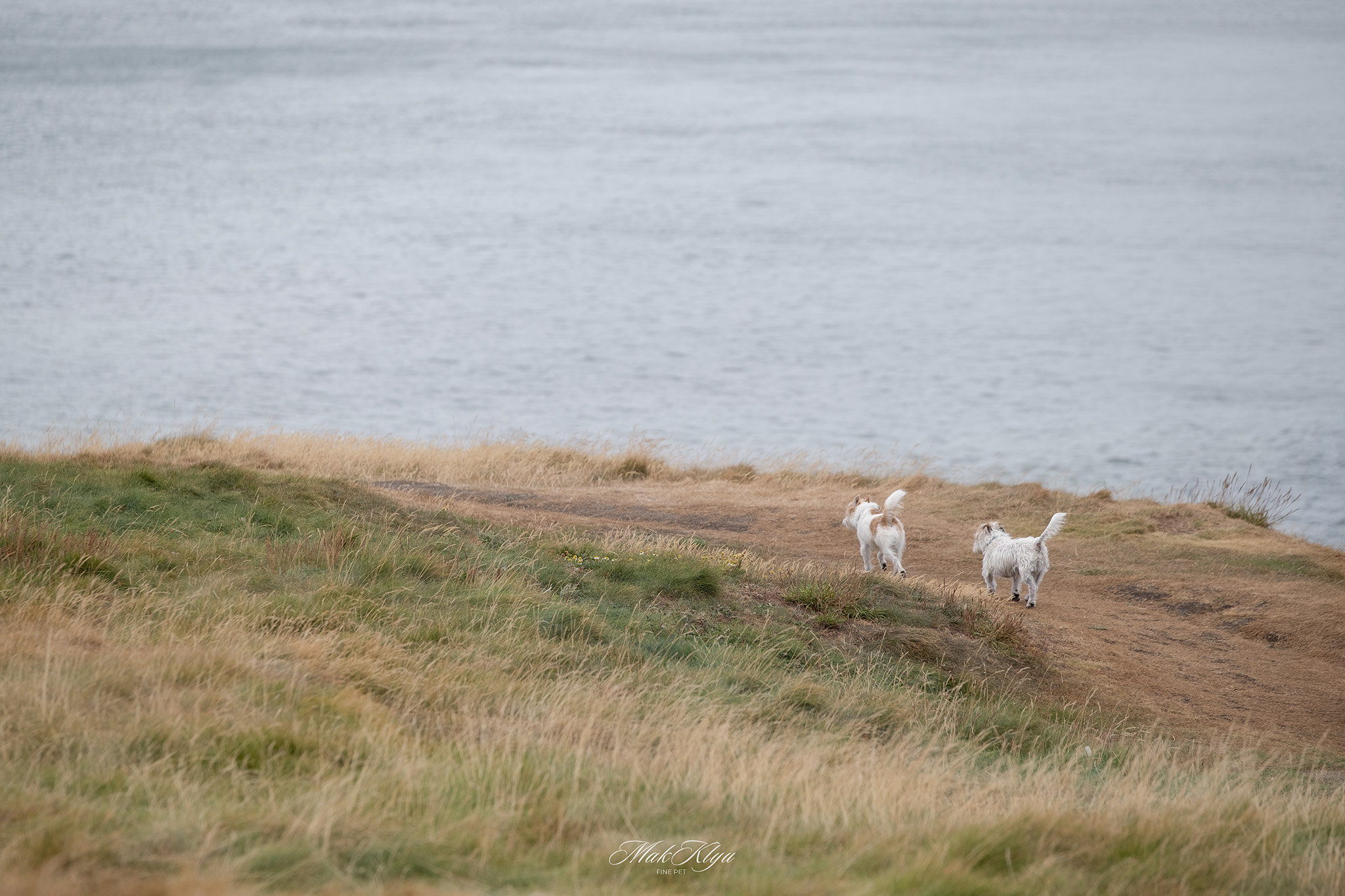 Two small dogs meeting on a grassy coastal path above the calm sea