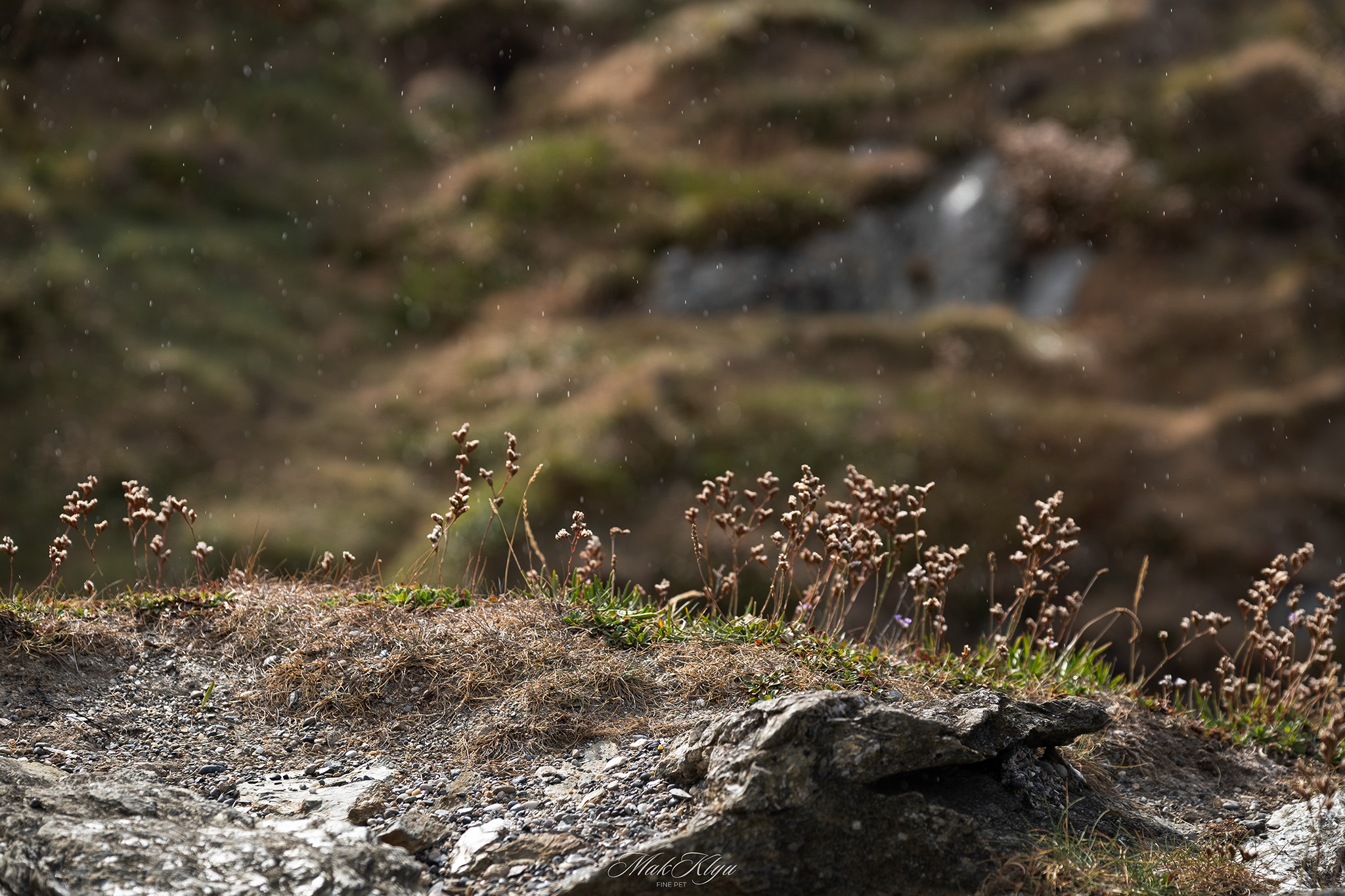 Fine rain falling over dry coastal plants and rocks on a windswept hillside