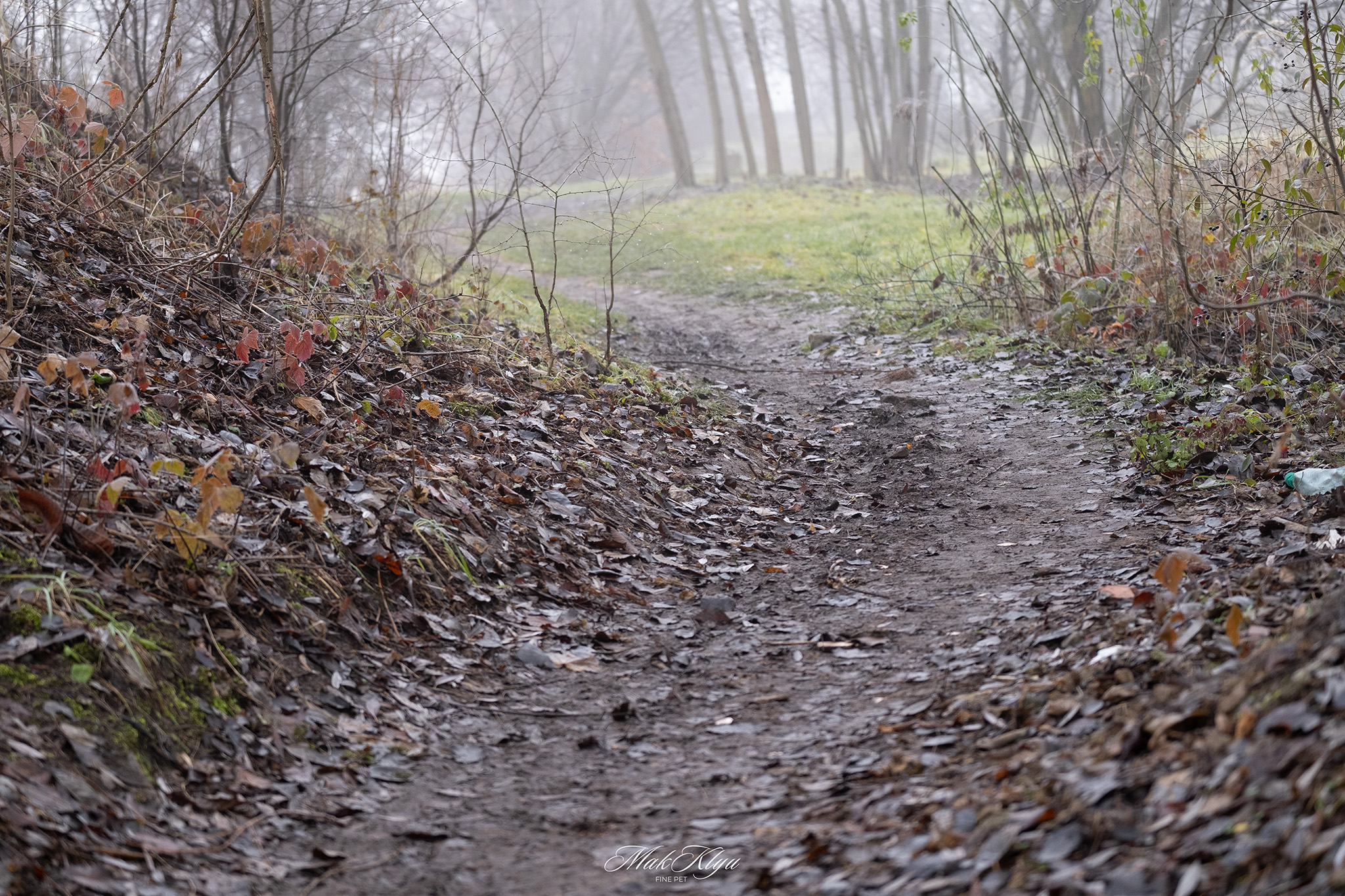 Quiet forest path in morning mist.
