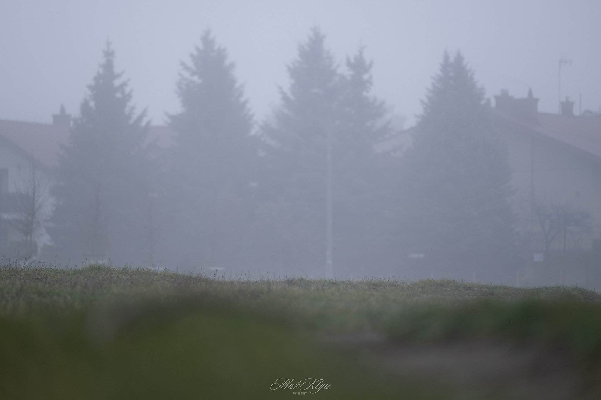 Foggy landscape with a quiet forest in the distance.