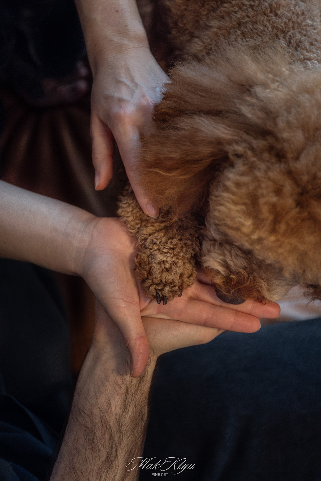 Artistic outdoor pet portrait