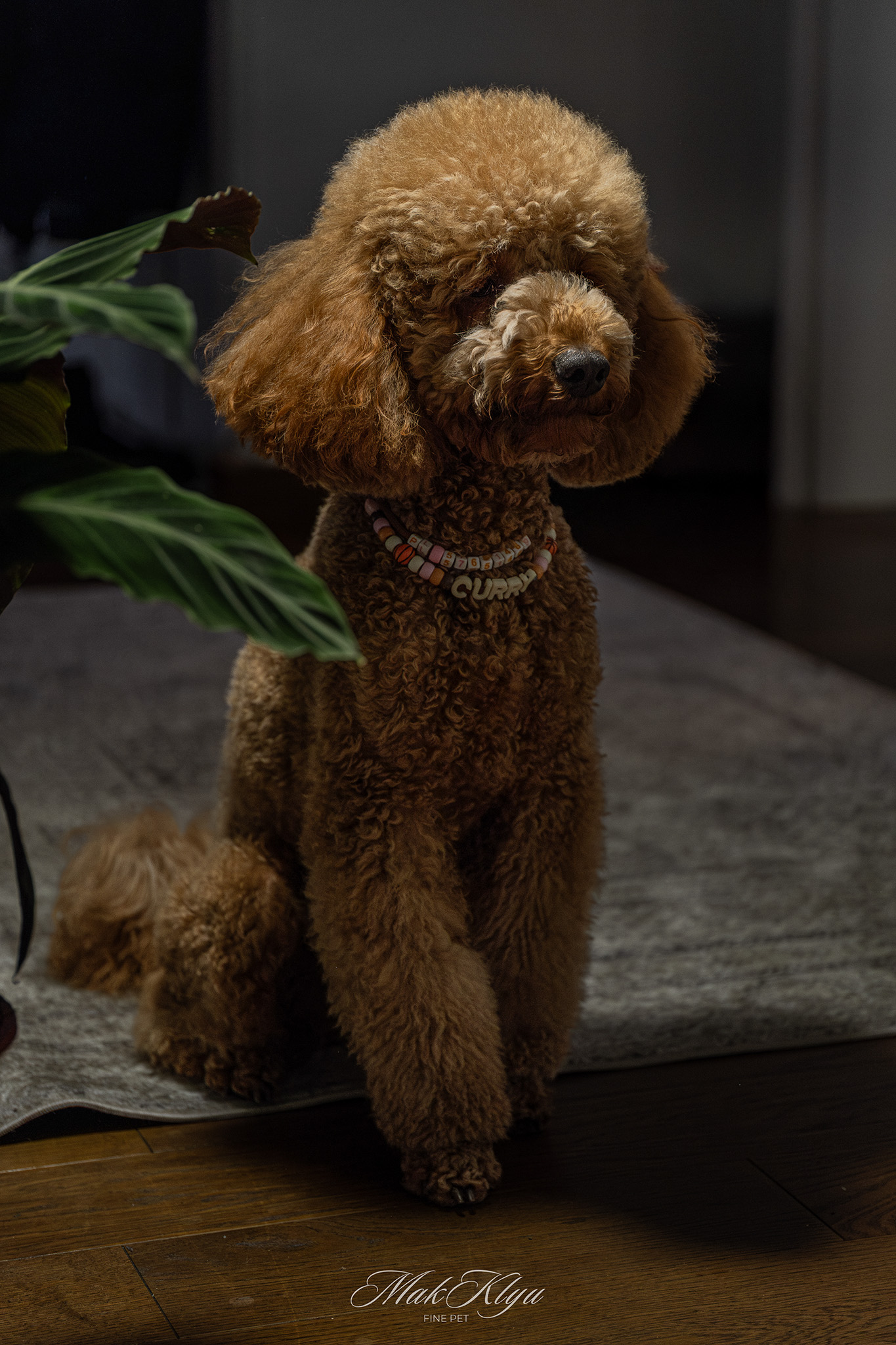 Artistic outdoor pet portrait