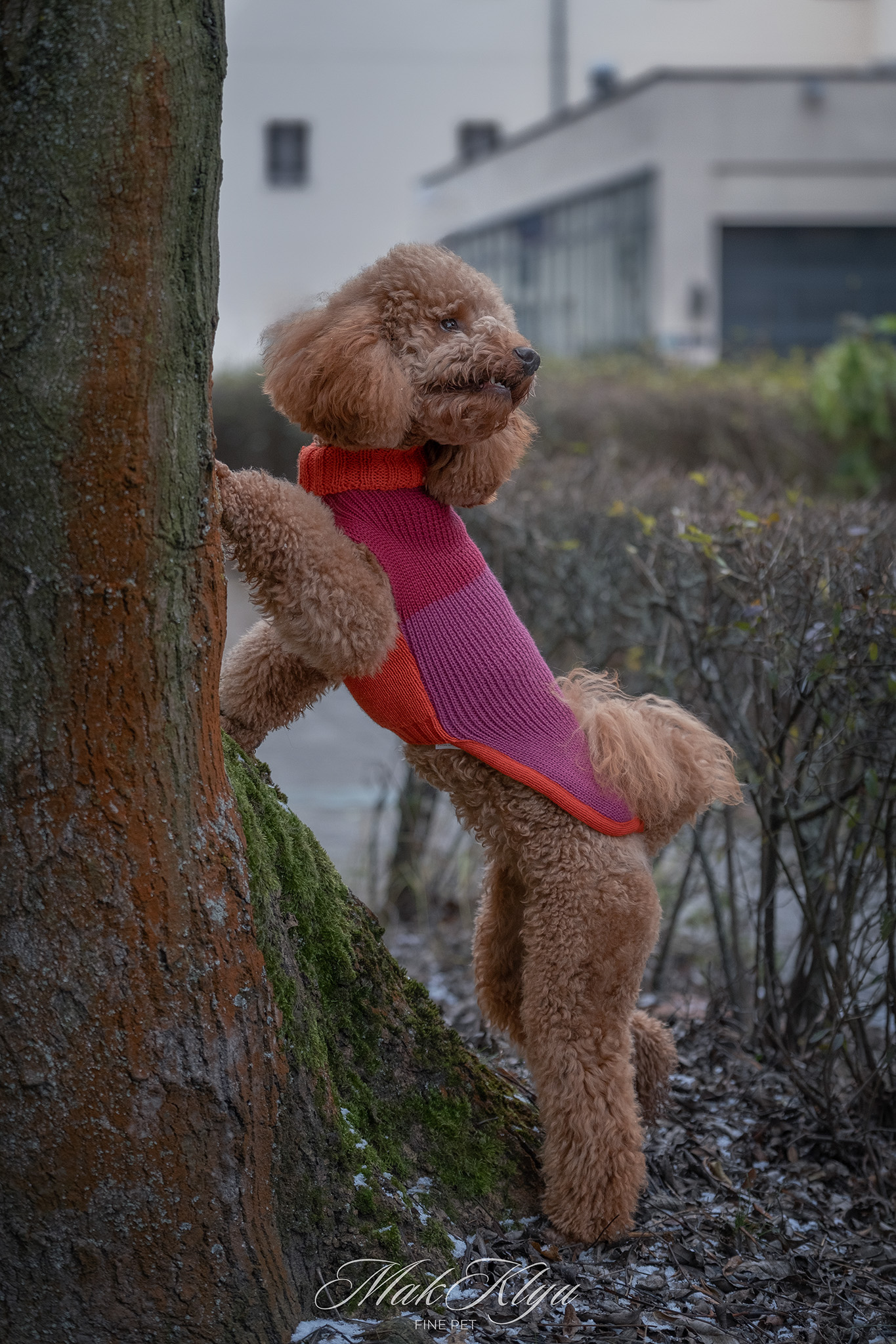 Artistic outdoor pet portrait
