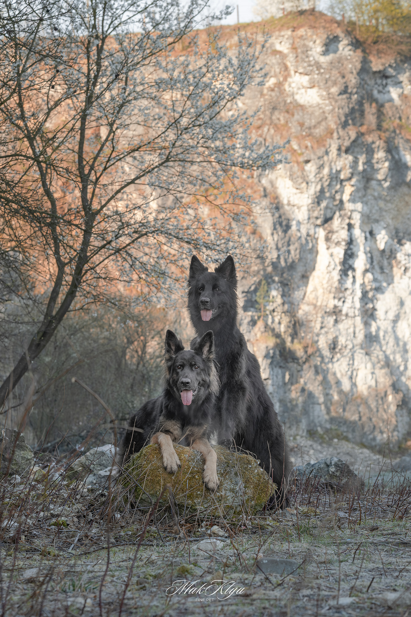 outdoor pet photography