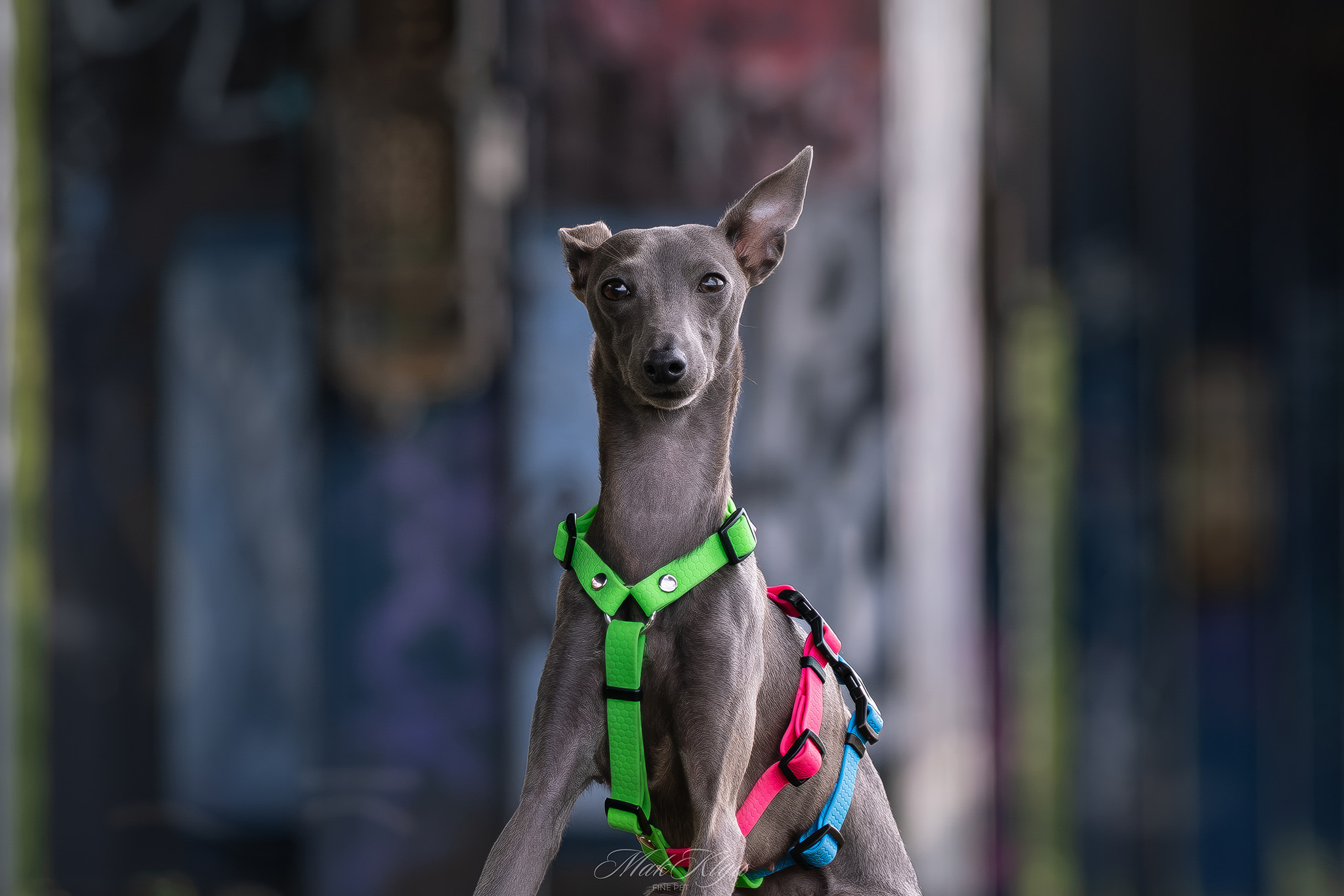 outdoor pet photography