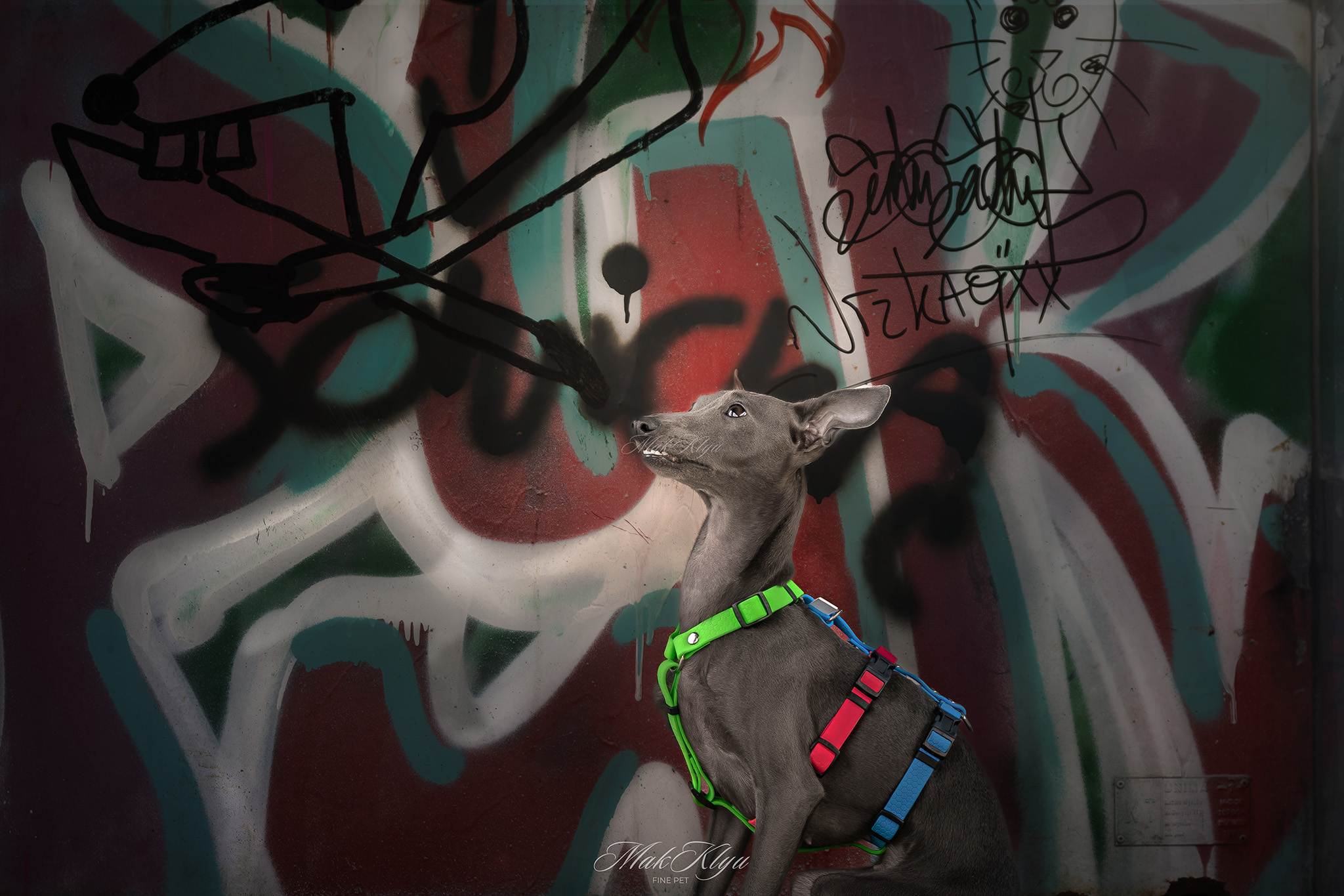 otdoor pet photography